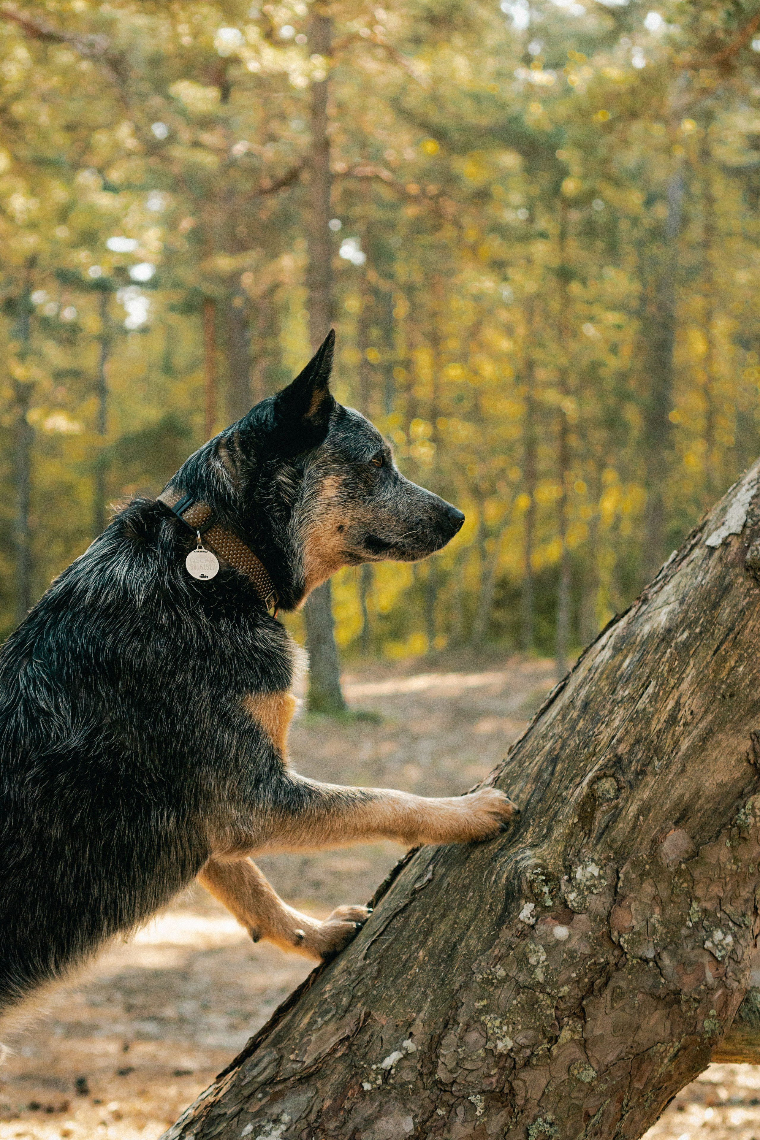 Oskar, Maria & Dmitrii. Kat Laisaar — Pet photographer in Tallinn