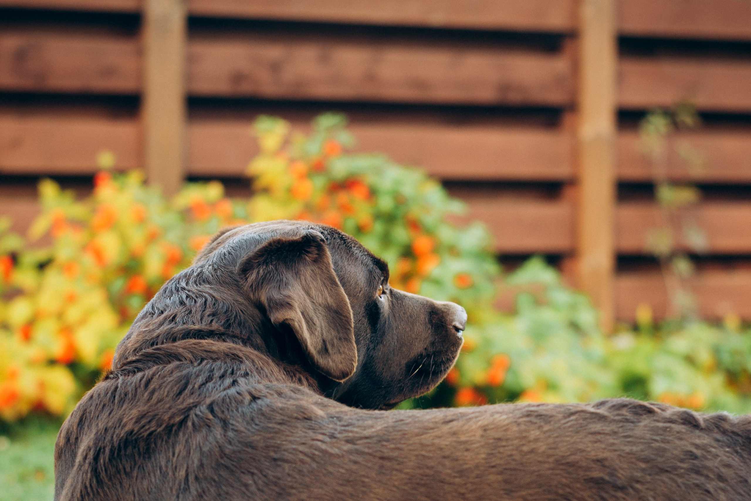 Harvi, chocolate Labrador Retriever. Kat Laisaar — Pet photographer in Tallinn