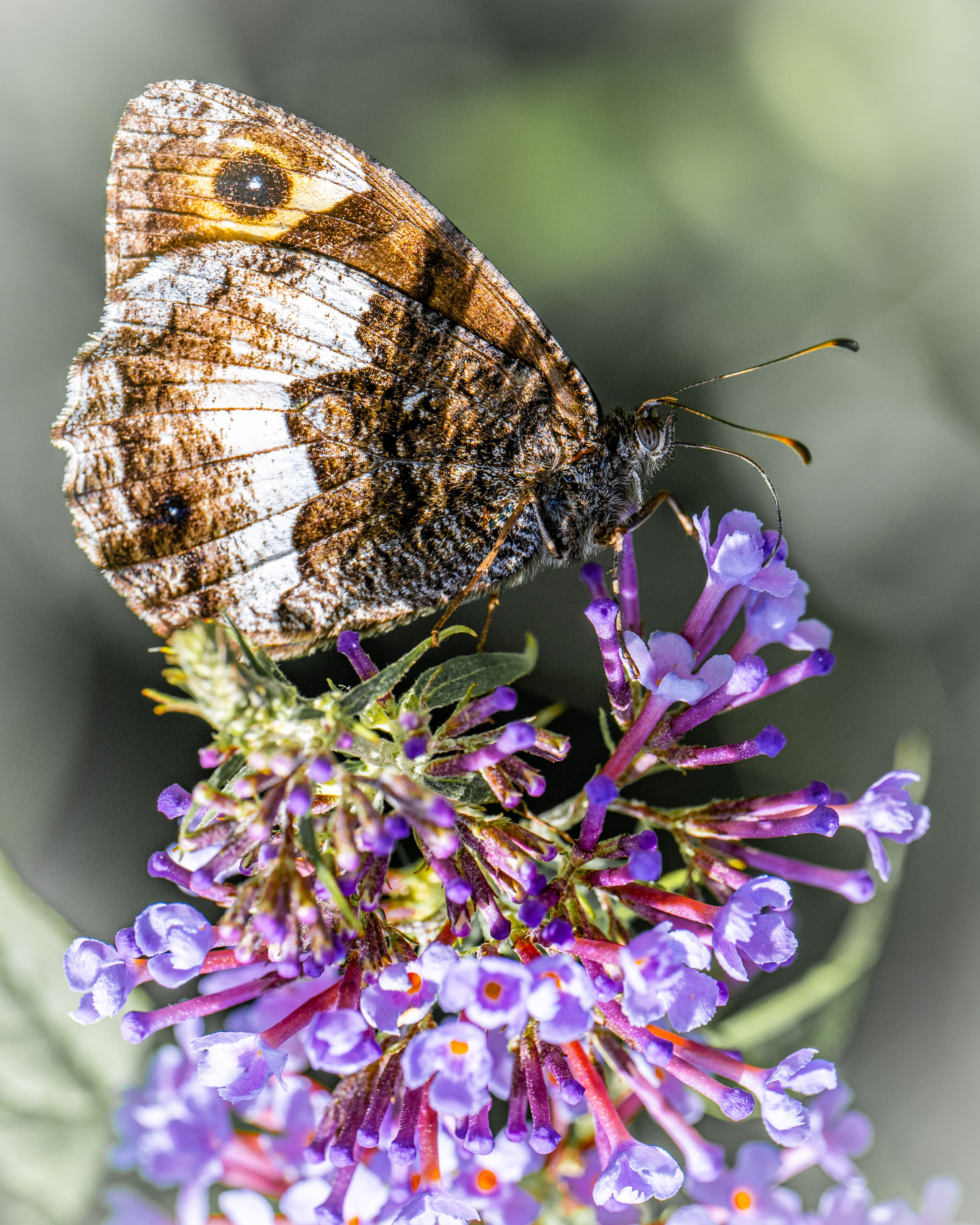 Farfalle. “Gianmaria Coscia fotografo per passione”