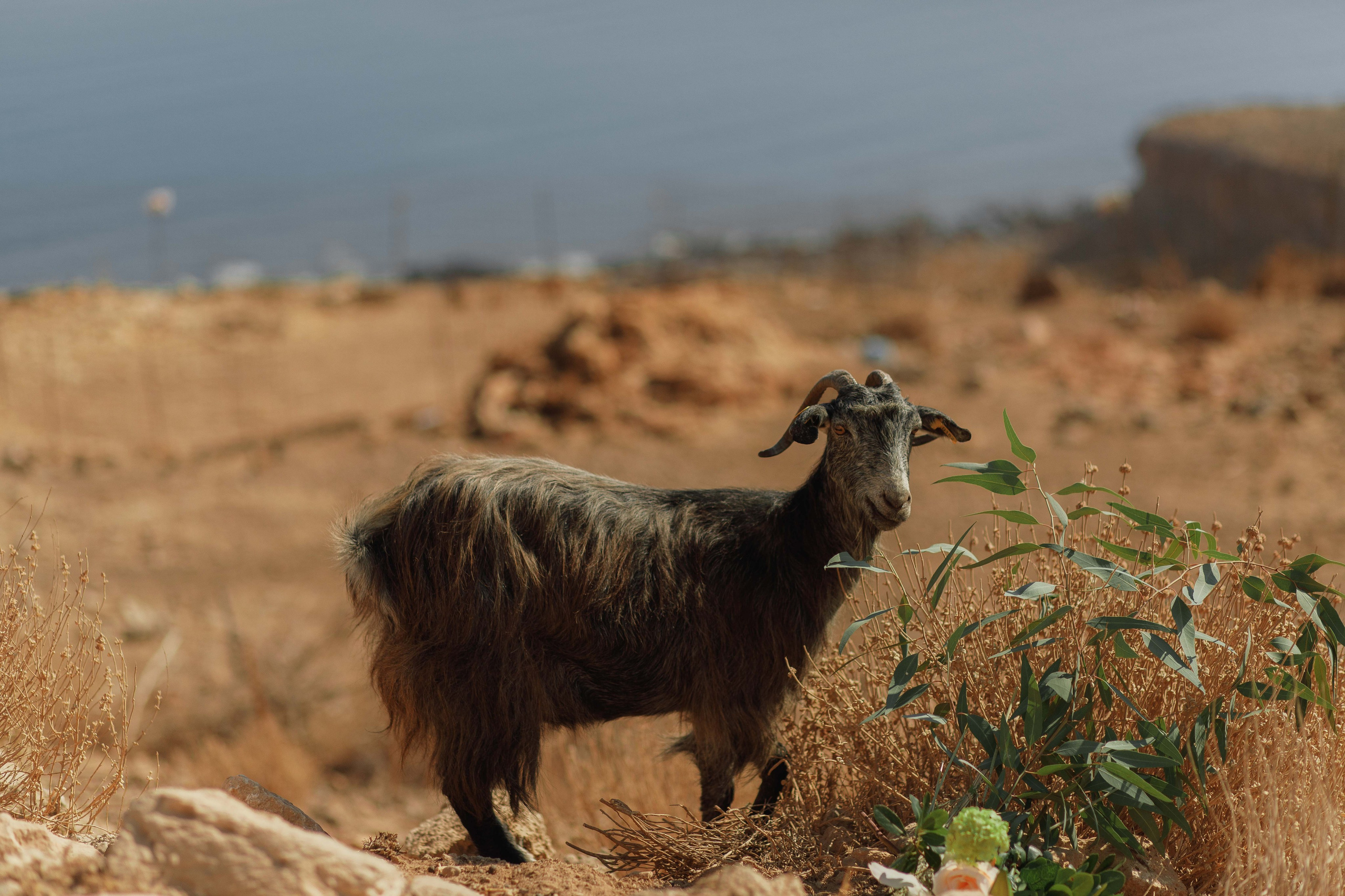 Marino & Steffi, Crete. Denny Savon — Photographer in Santorini | Weddings, Love Stories & Flying Dress