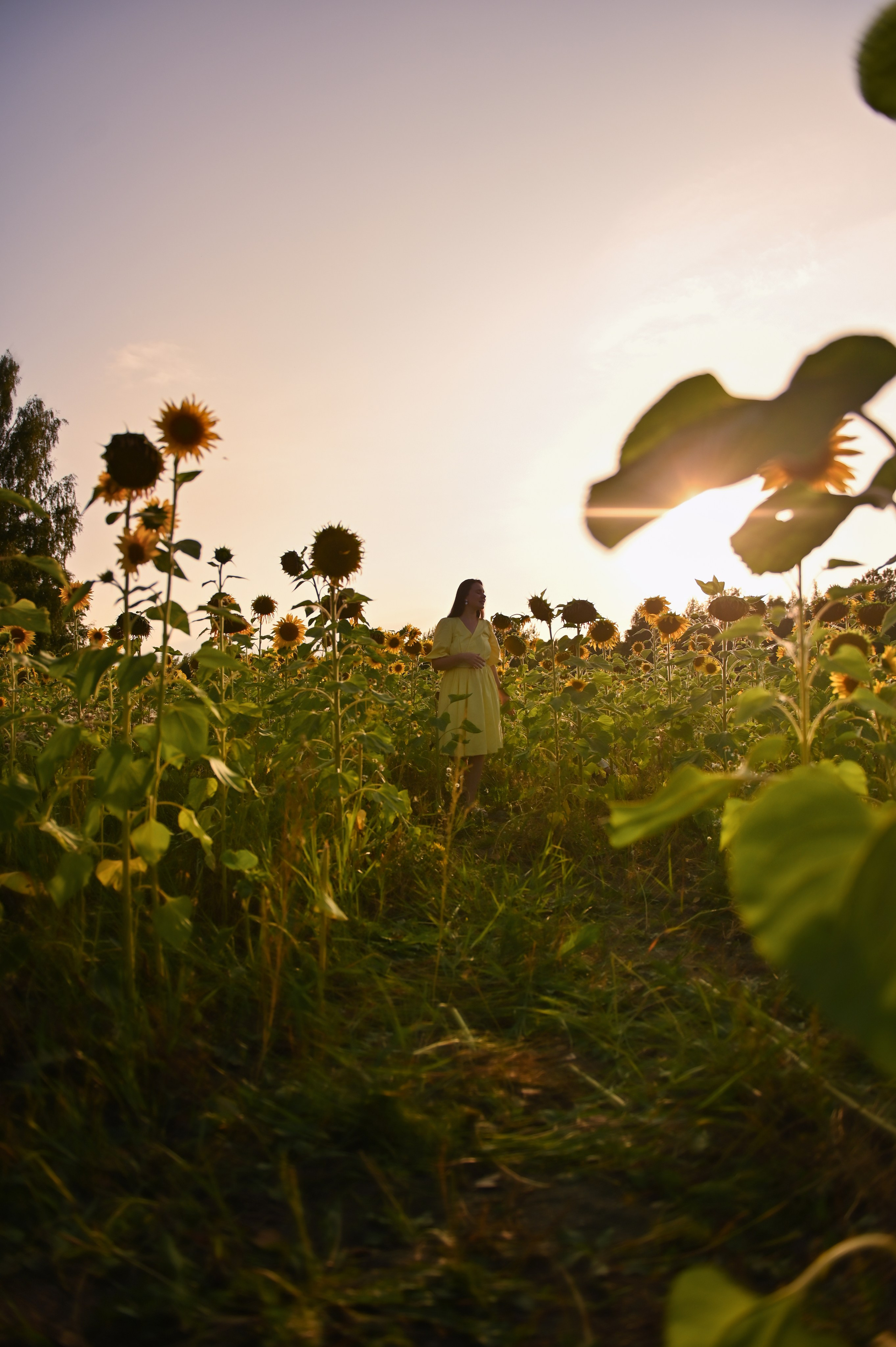 Подсолнухи. Детский и семейный фотограф в финляндии дина пулкка. контент фотограф