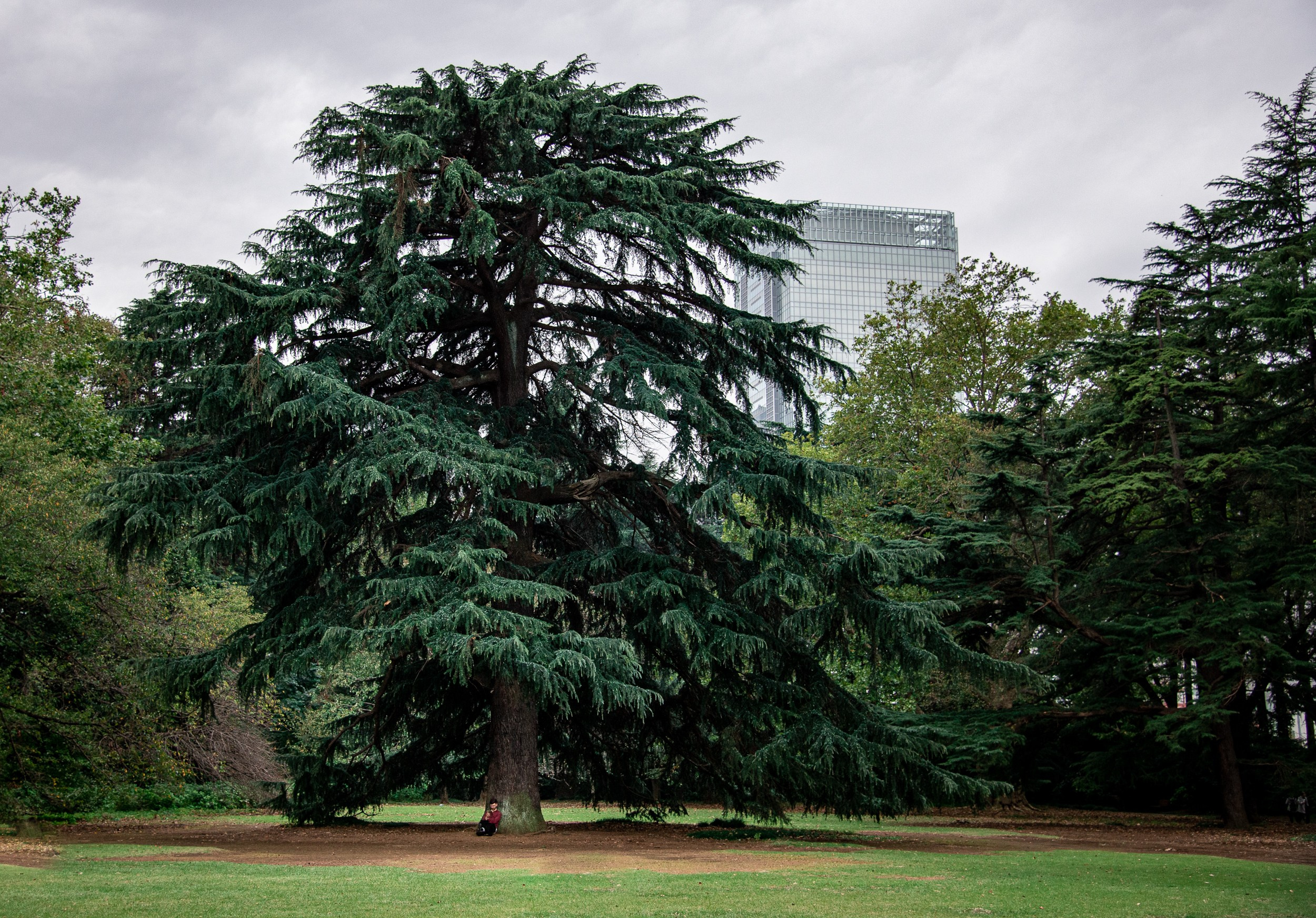 Japan. Marius Ciocan