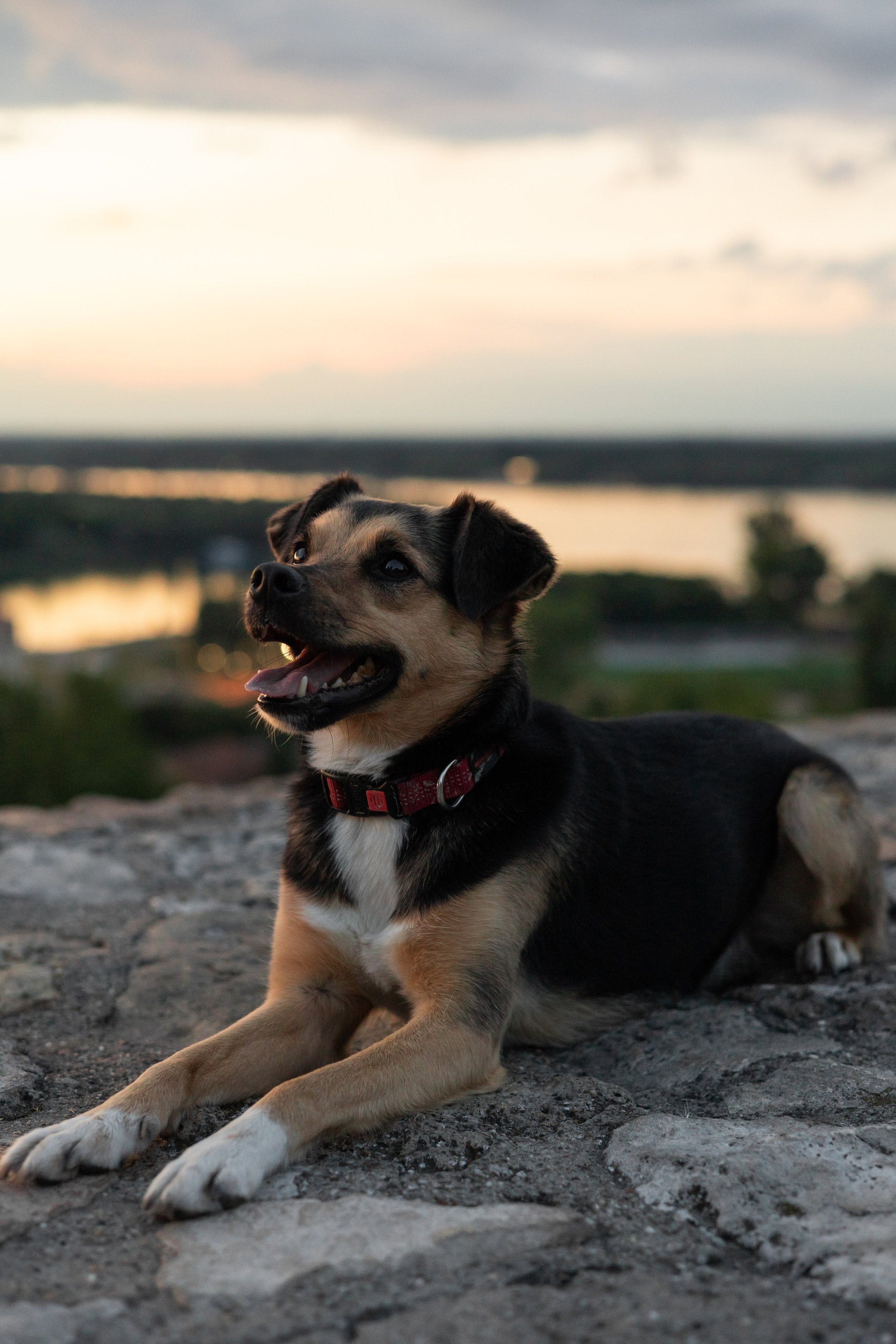 Настя, Денис и Мося. Фотограф-анималист | Белград