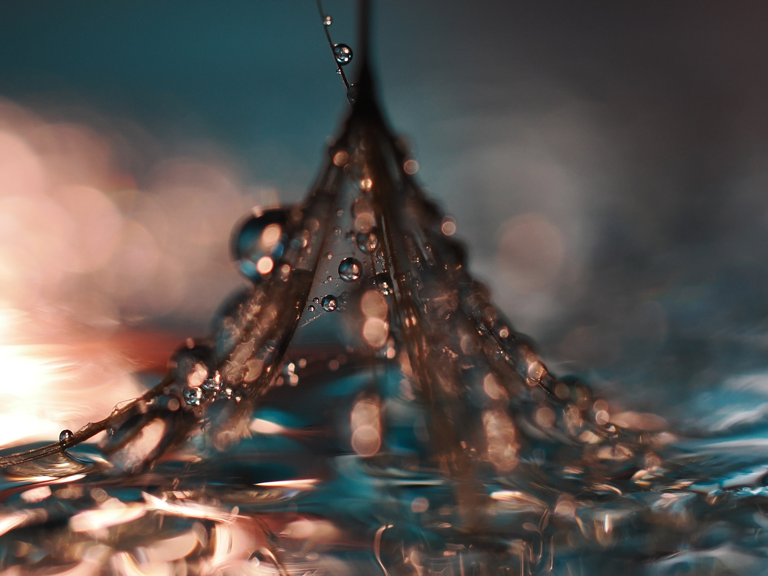 Constructed Fine Art Macro. Tessa Matuza | Constructed Fine Art Photographer & Mixed Media Artist