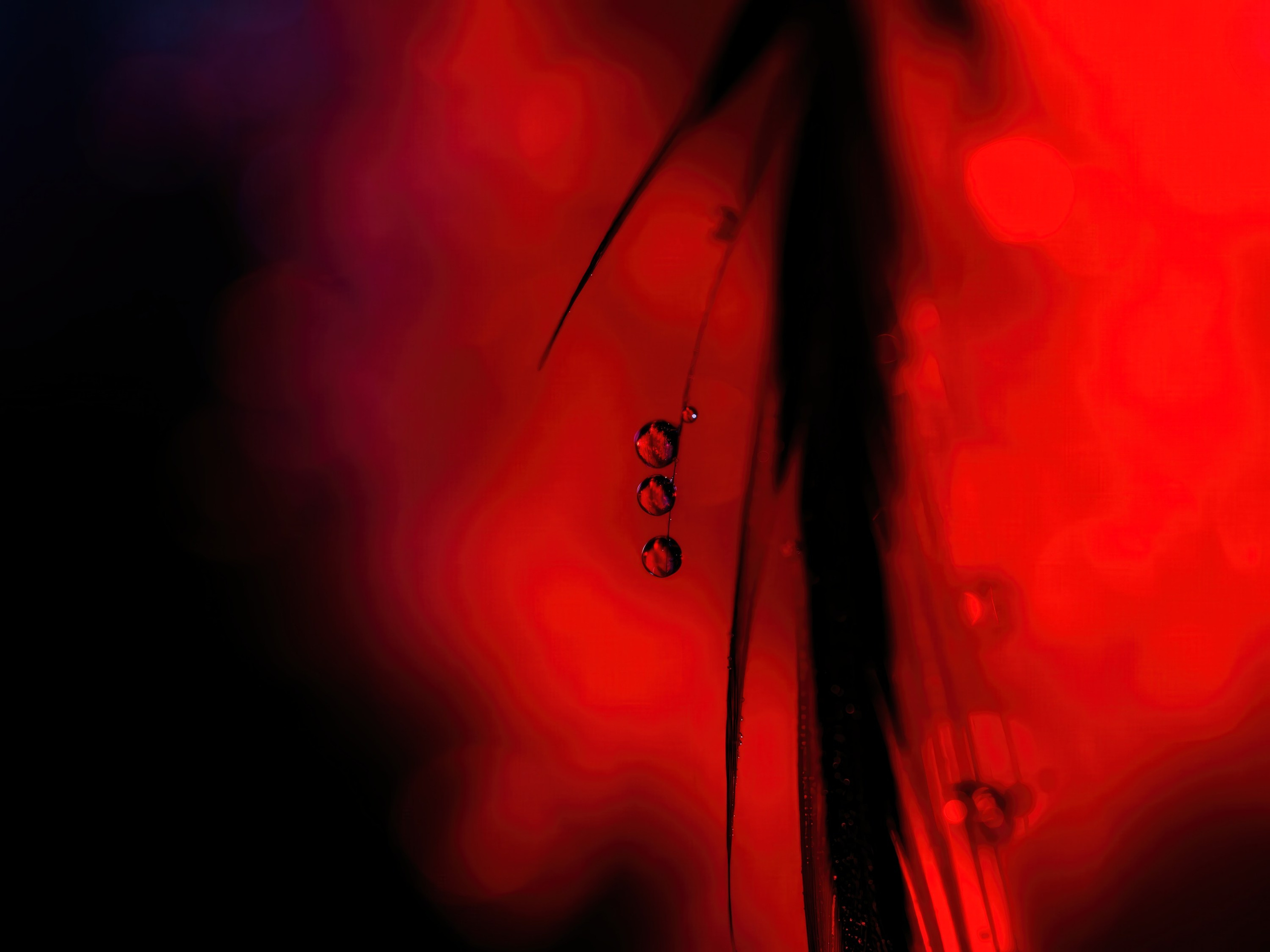 Constructed Fine Art Macro. Tessa Matuza | Constructed Fine Art Photographer & Mixed Media Artist