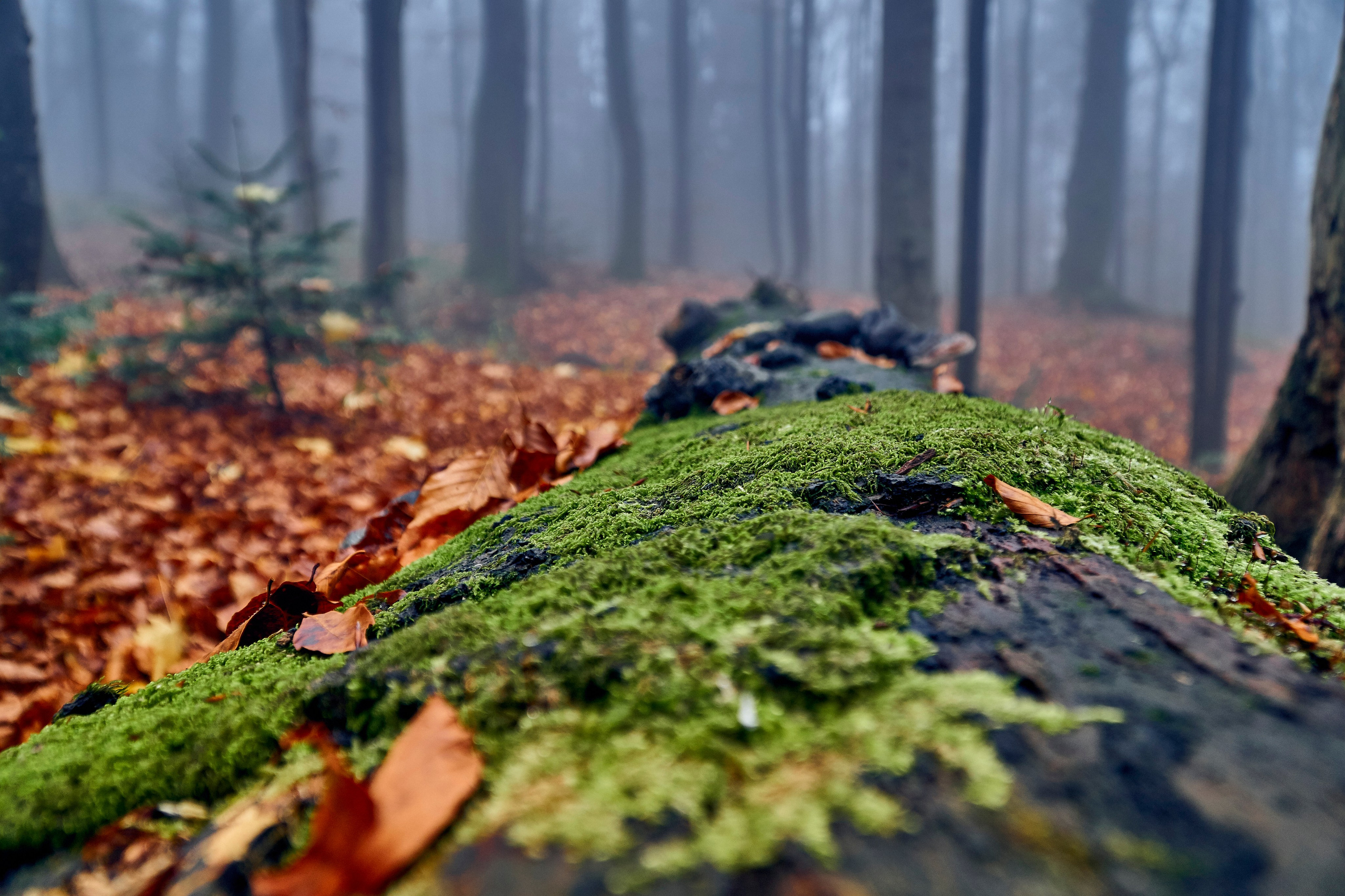 Бещады — здесь остановилось время. Андрей Шипилов — Фотография & Видеография
