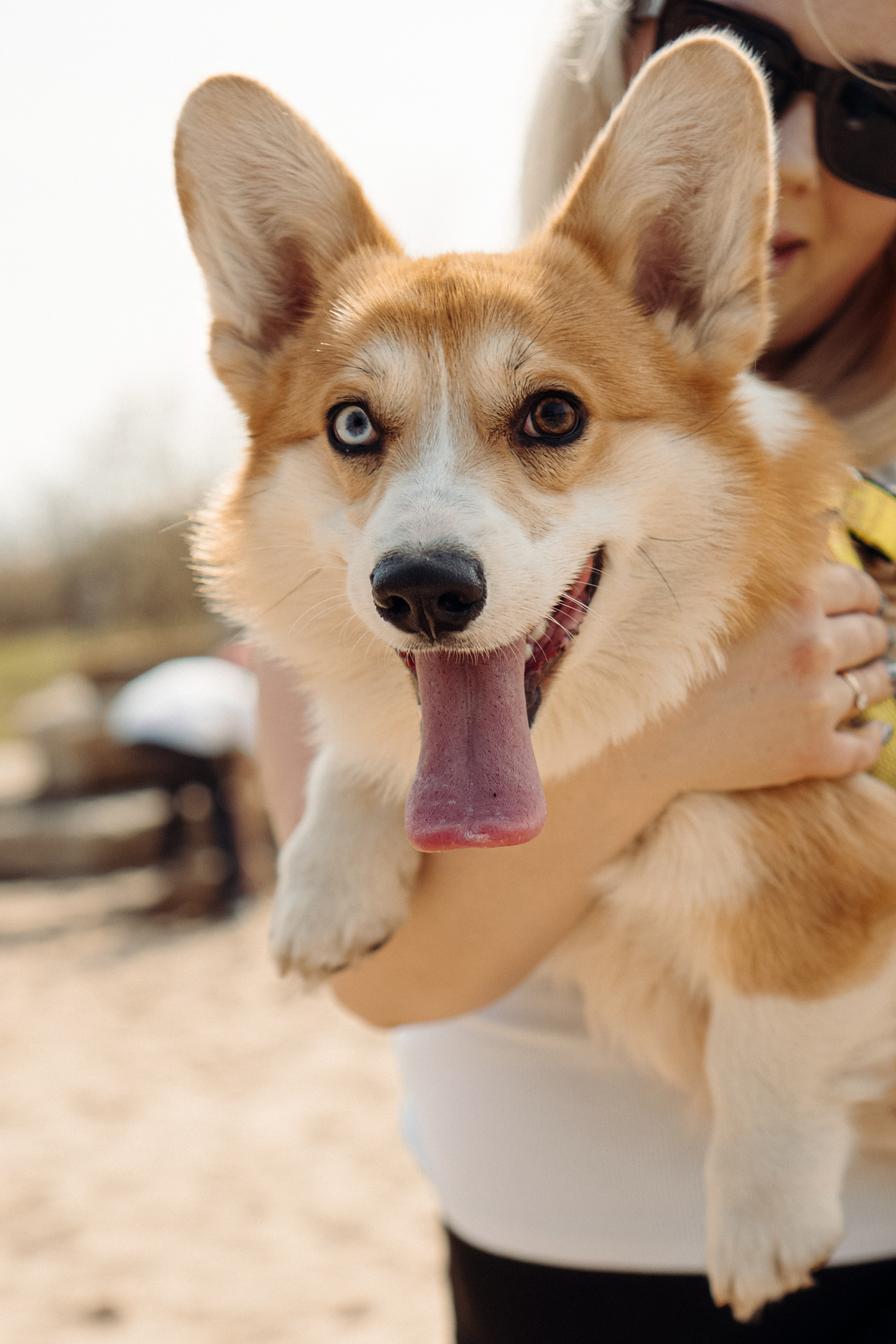 Corgi party, 18 apr. 2025. Kat Laisaar — Pet photographer in Tallinn
