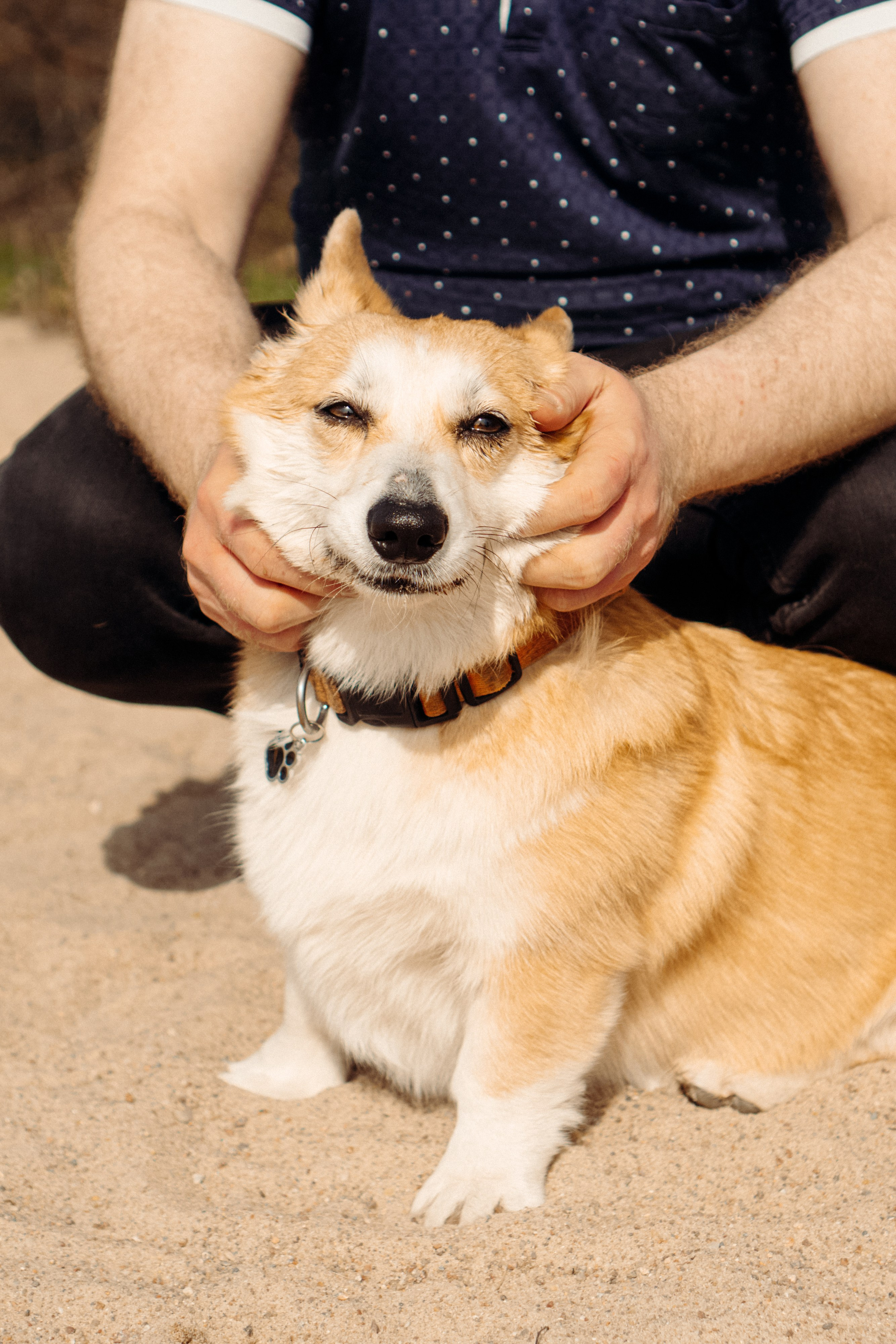Corgi party, 18 apr. 2025. Kat Laisaar — Pet photographer in Tallinn