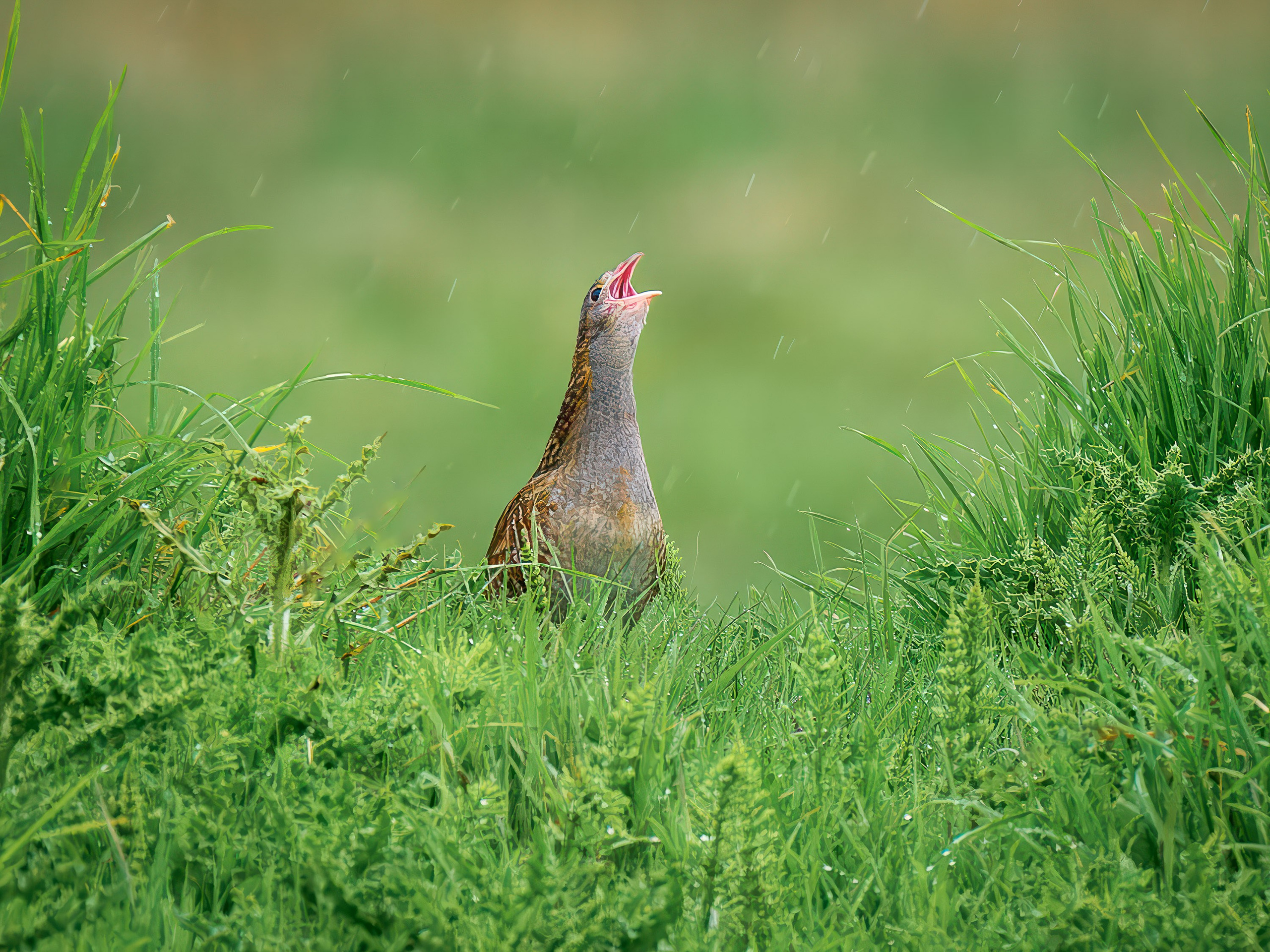 UK Wildlife Photography Gallery. Hedley Wright Photography | East Anglia Sport, Street, Wildlife, Landscape & Astrophotography