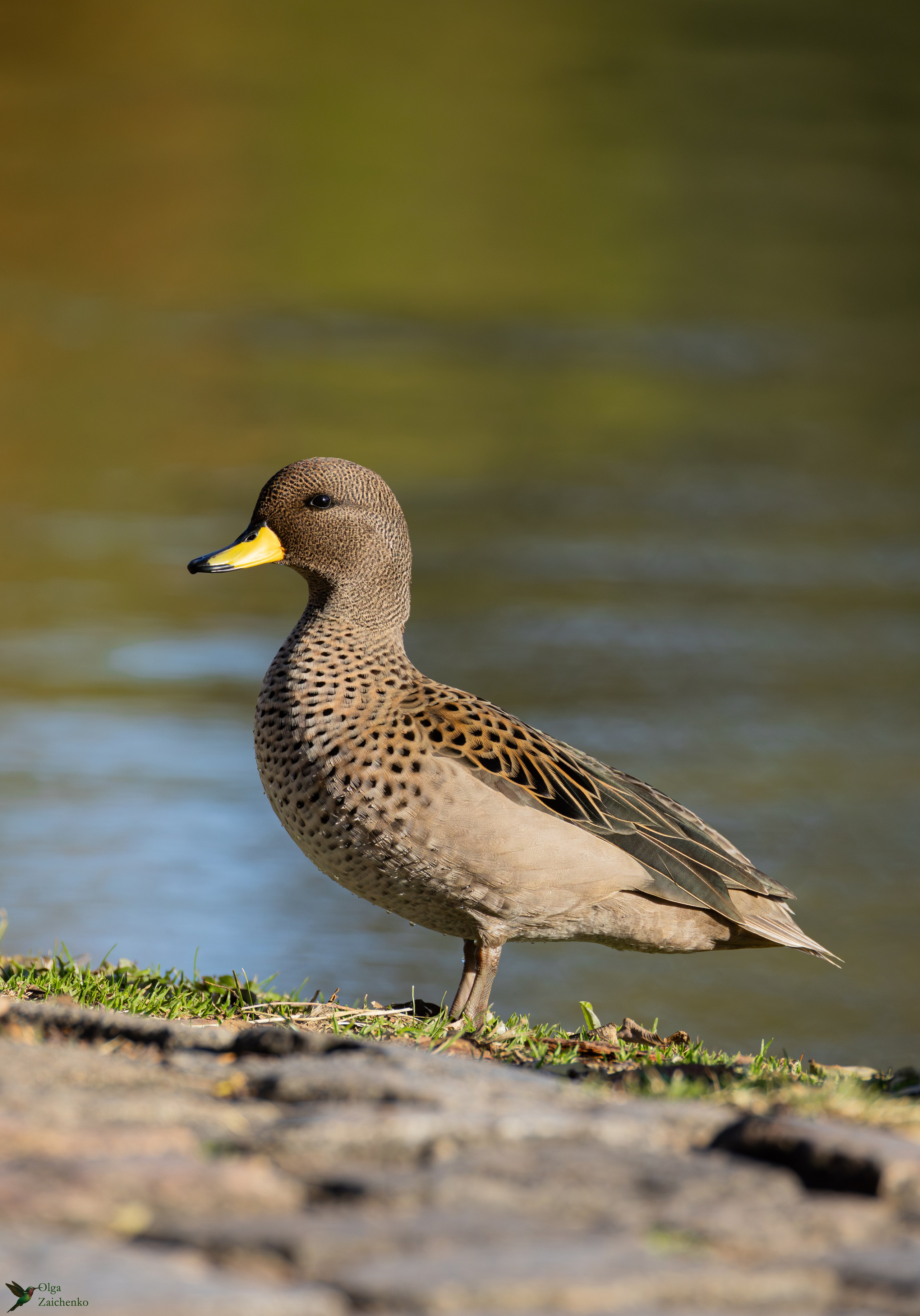 Желтоклювый чирок