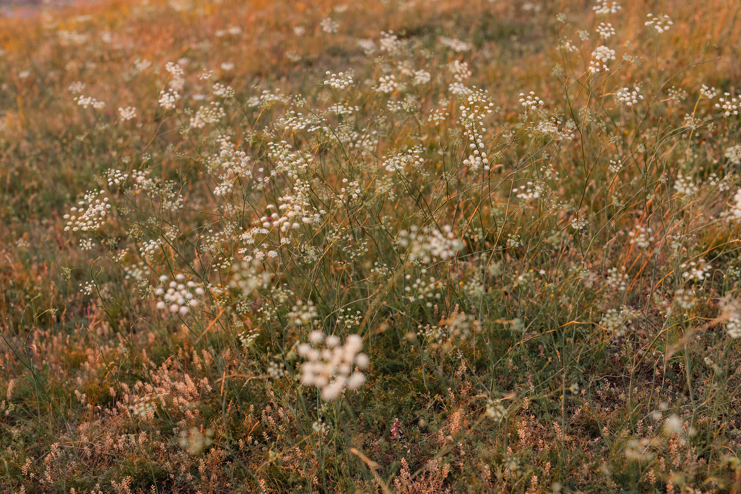 Laura — Portrait. Main