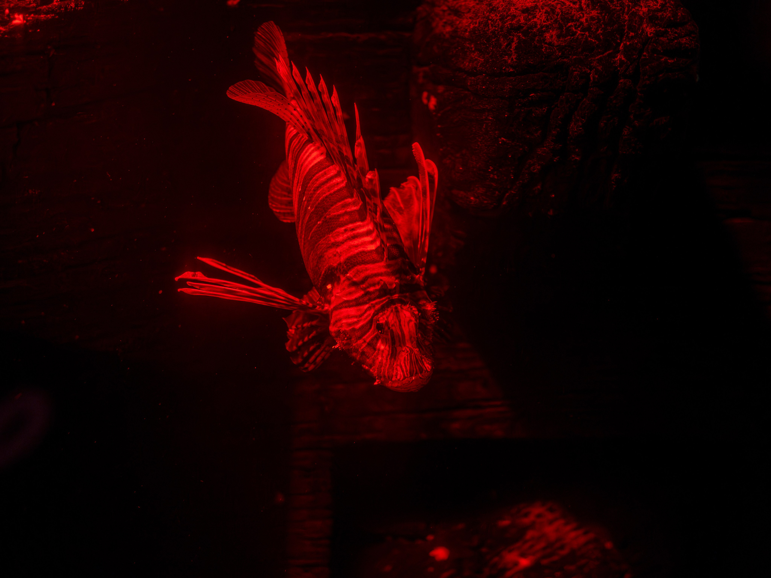 Dažādas fotogrāfijas. Sajūtu un mirkļu fotogrāfs no Rīgas, Mārtiņš Babris