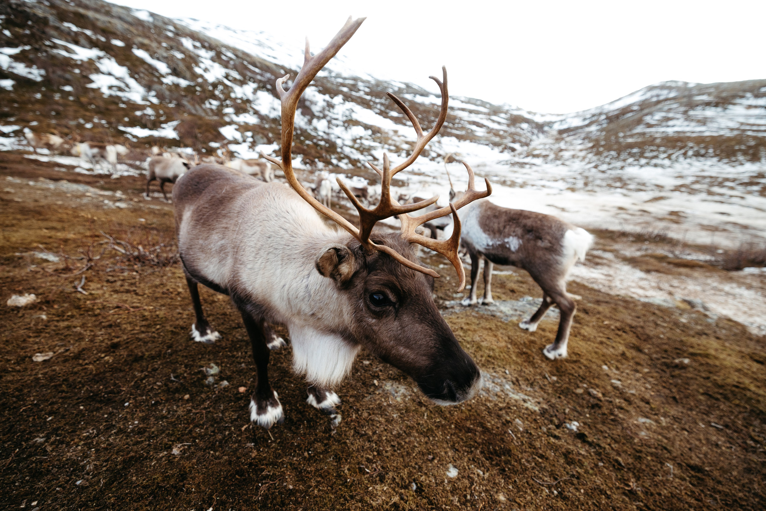 Tromso. Marius Ciocan