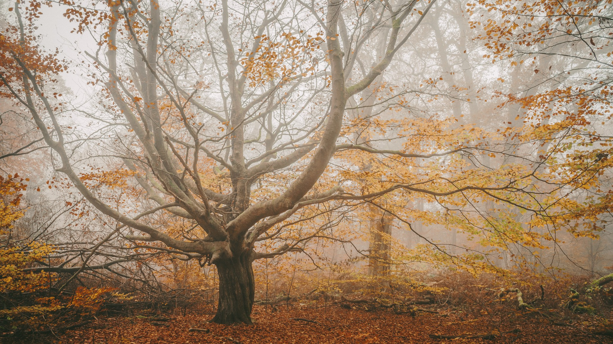Woodlands. Nature Photographer and Videographer from Germany
