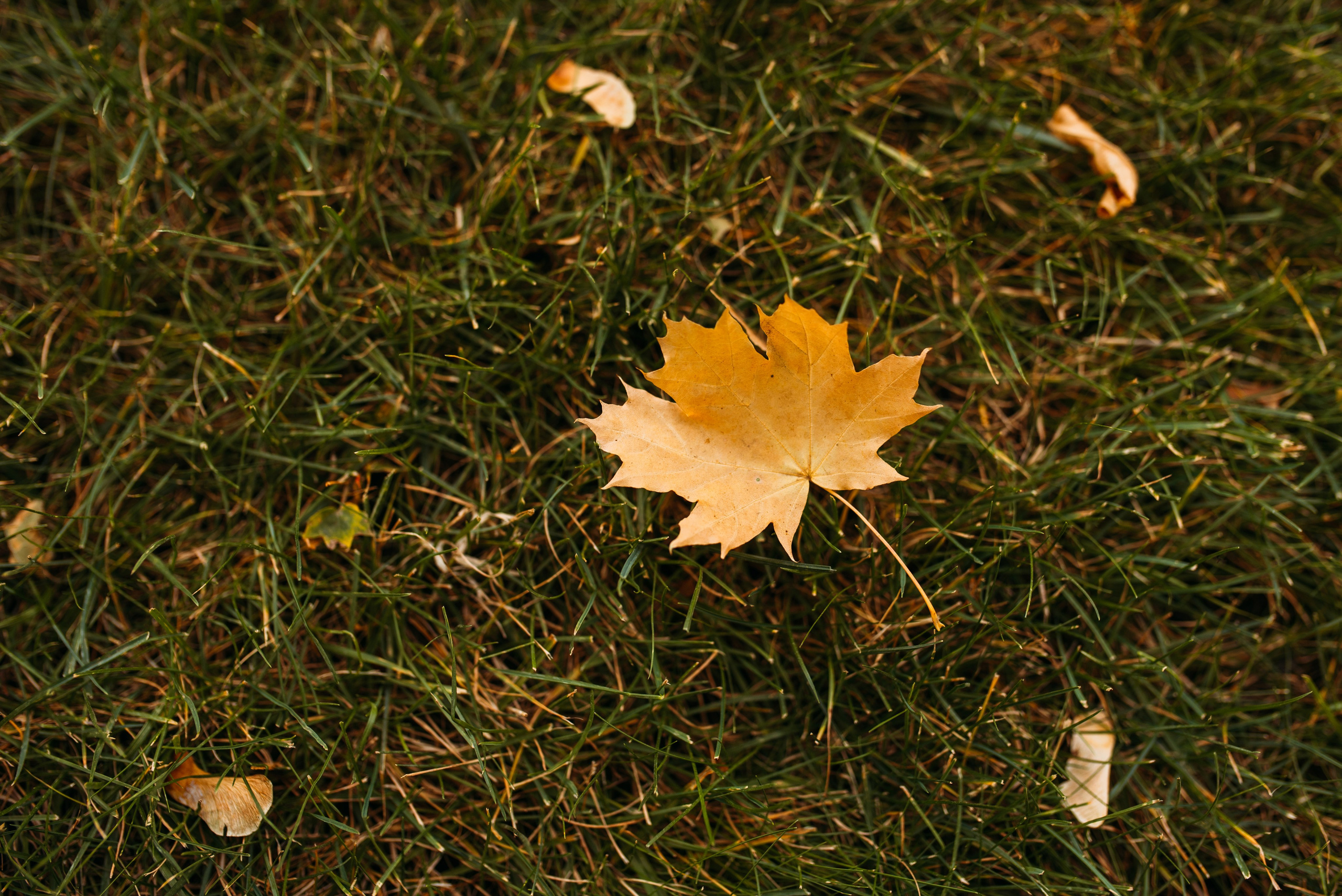 Katerina & Sergej & Dar’ya. Familien- und Hochzeitsfotografin. Ich arbeite in Koblenz und Rheinlan