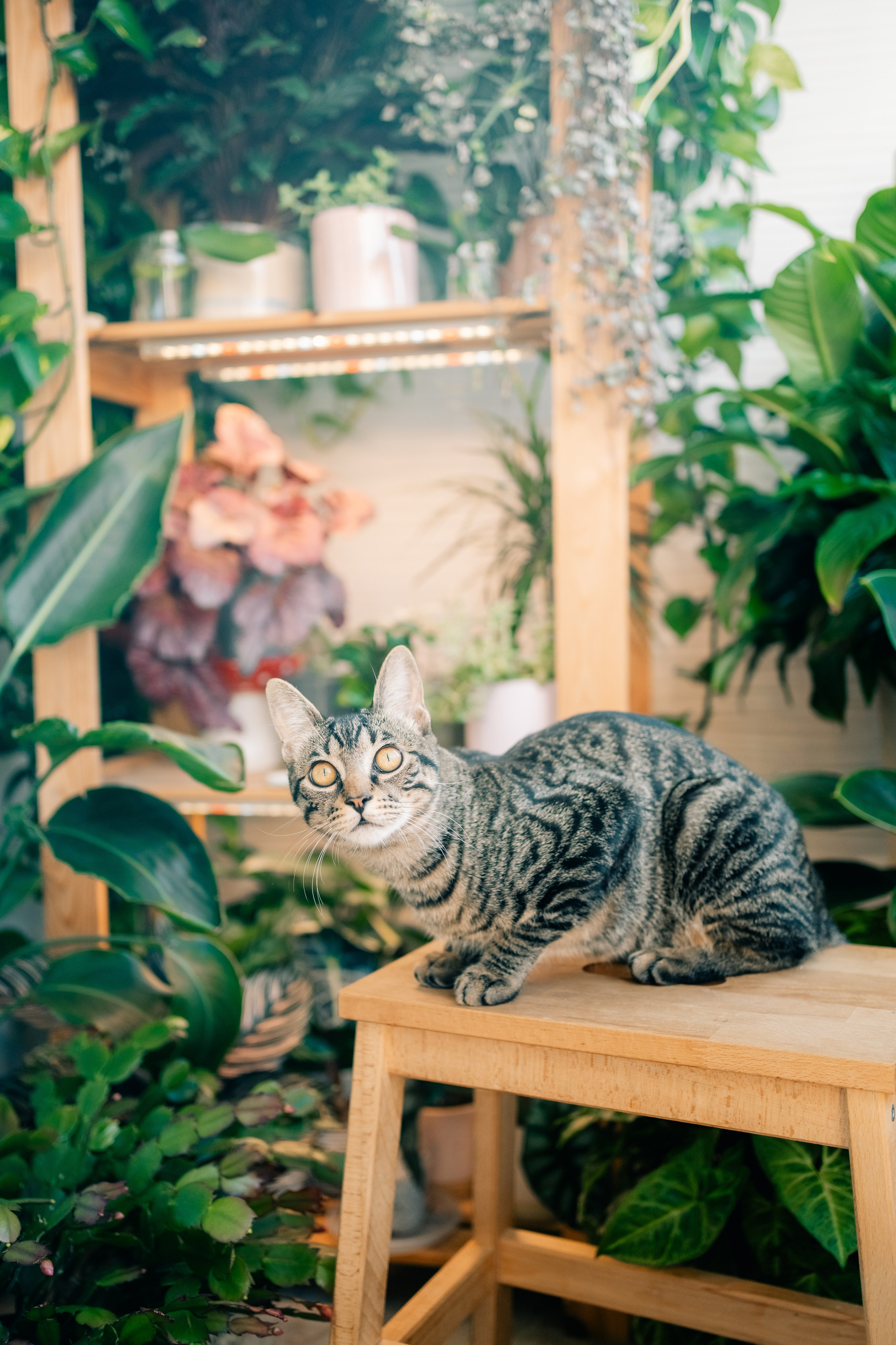 No Drama Plants. Maria Sher. Fotógrafa profissional do Porto, Portugal