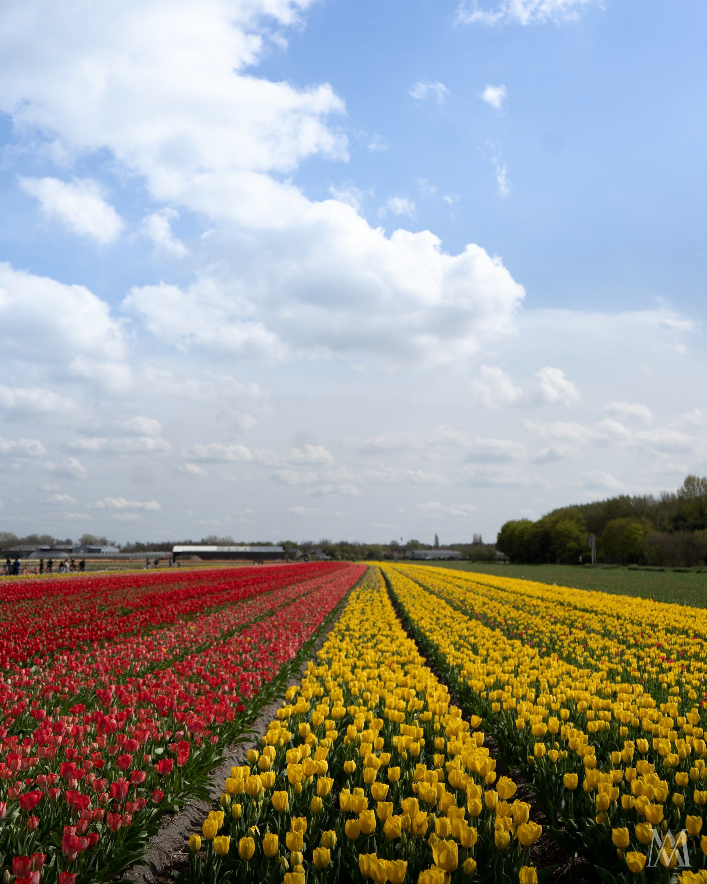 NETHERLANDS. MA Visuals — Fotografia e Vídeo