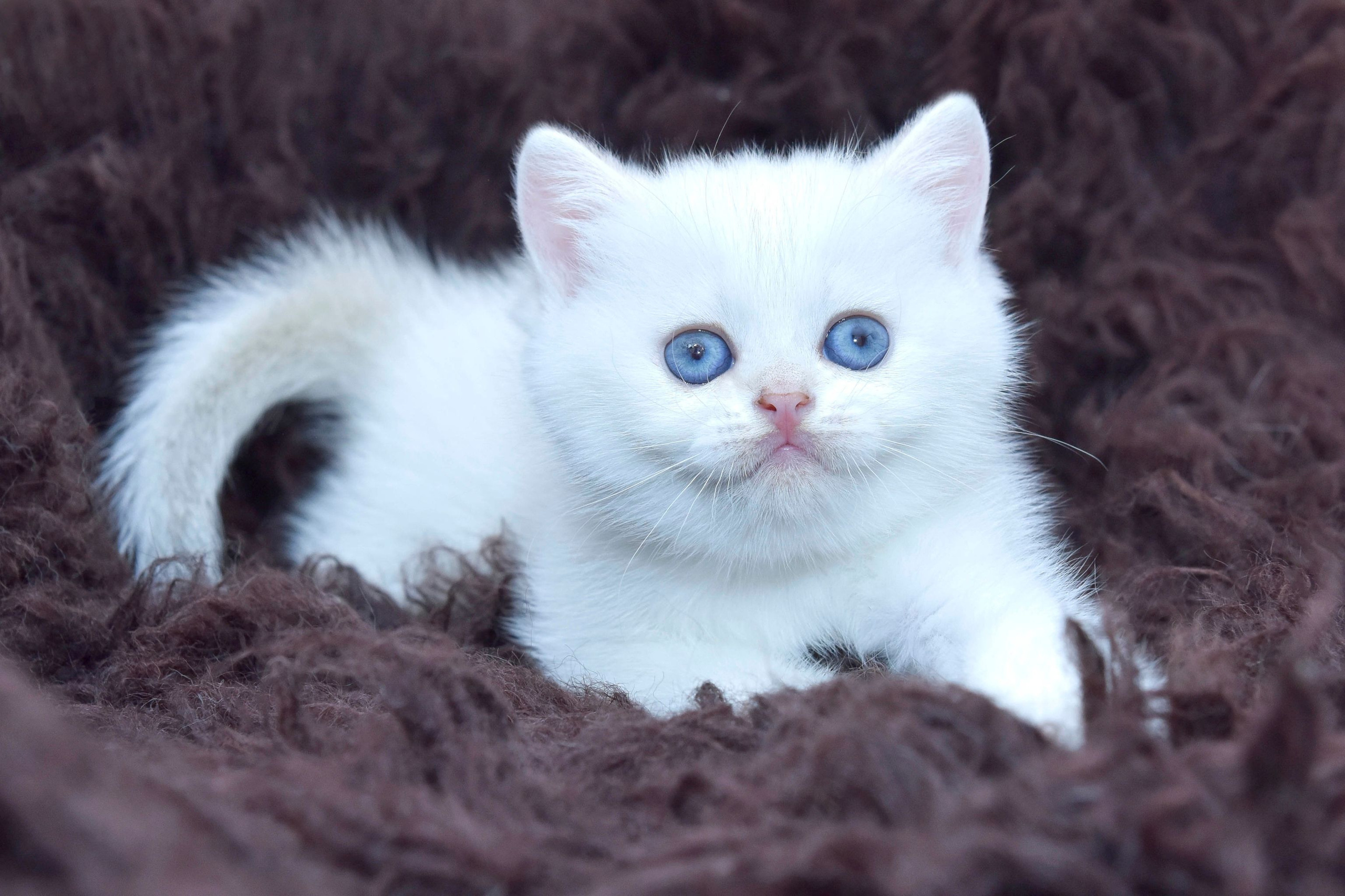 εκτροφείο βρετανικής κοντότριχης γάτας στην Αθήνα, εκτροφείο βρετανικής κοντότριχης στην Ελλάδα, βρετανική κοντότριχη γάτα τιμή, βρετανική μακρύτριχη γάτα τιμή