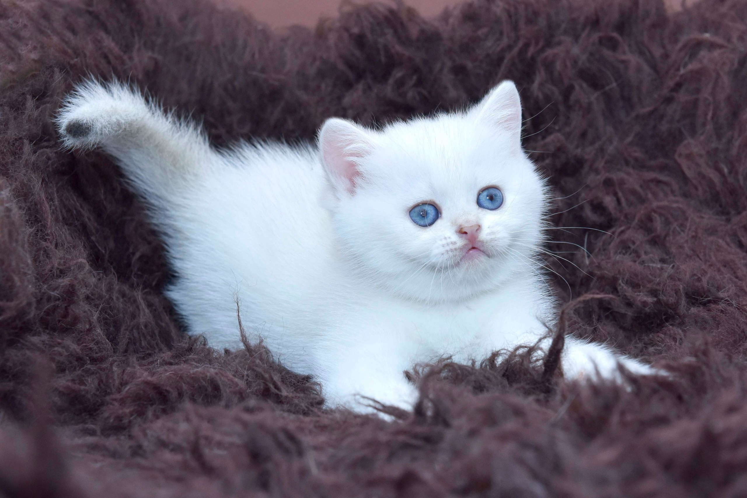 εκτροφείο βρετανικής κοντότριχης γάτας στην Αθήνα, εκτροφείο βρετανικής κοντότριχης στην Ελλάδα, βρετανική κοντότριχη γάτα τιμή, βρετανική μακρύτριχη γάτα τιμή