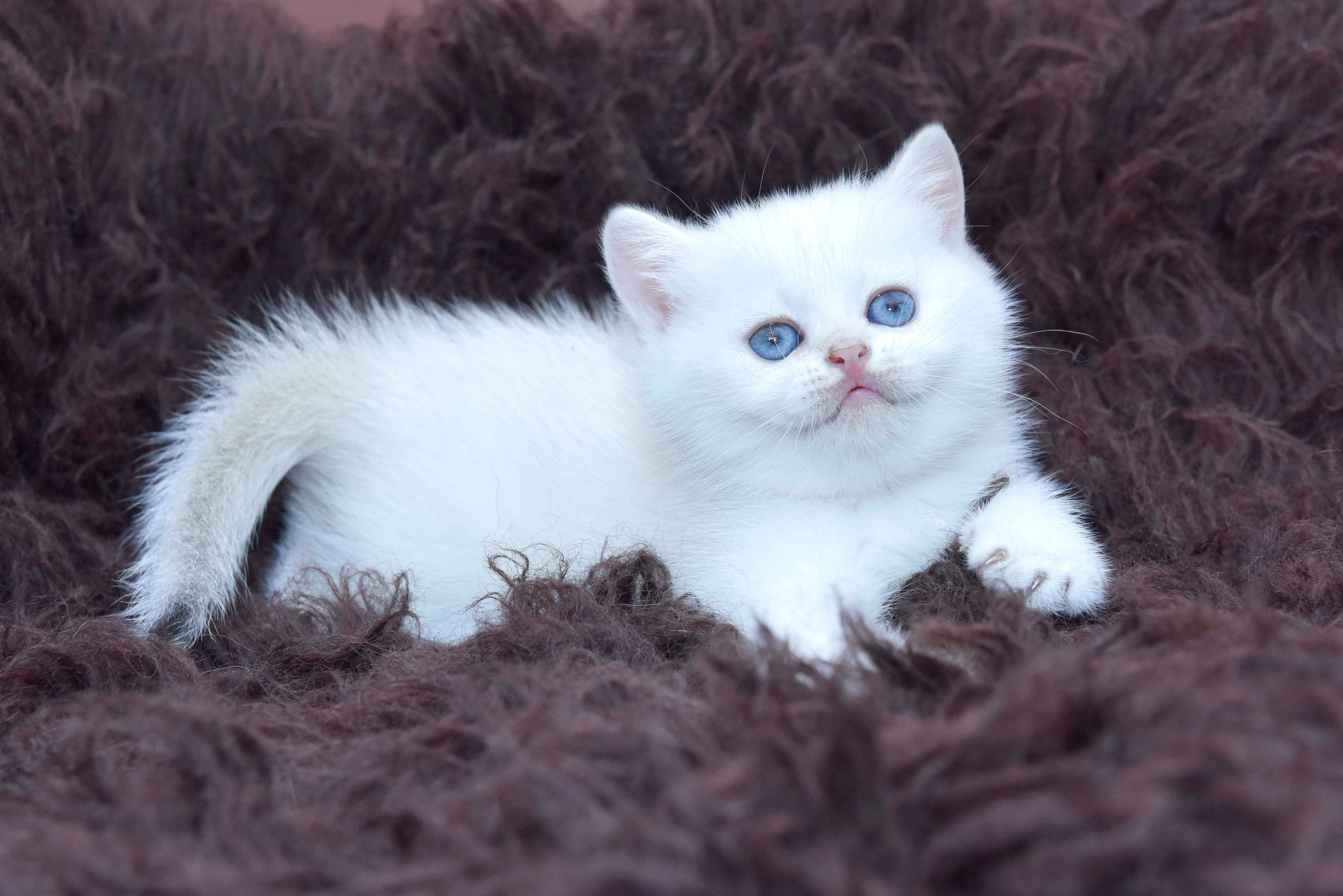 εκτροφείο βρετανικής κοντότριχης γάτας στην Αθήνα, εκτροφείο βρετανικής κοντότριχης στην Ελλάδα, βρετανική κοντότριχη γάτα τιμή, βρετανική μακρύτριχη γάτα τιμή