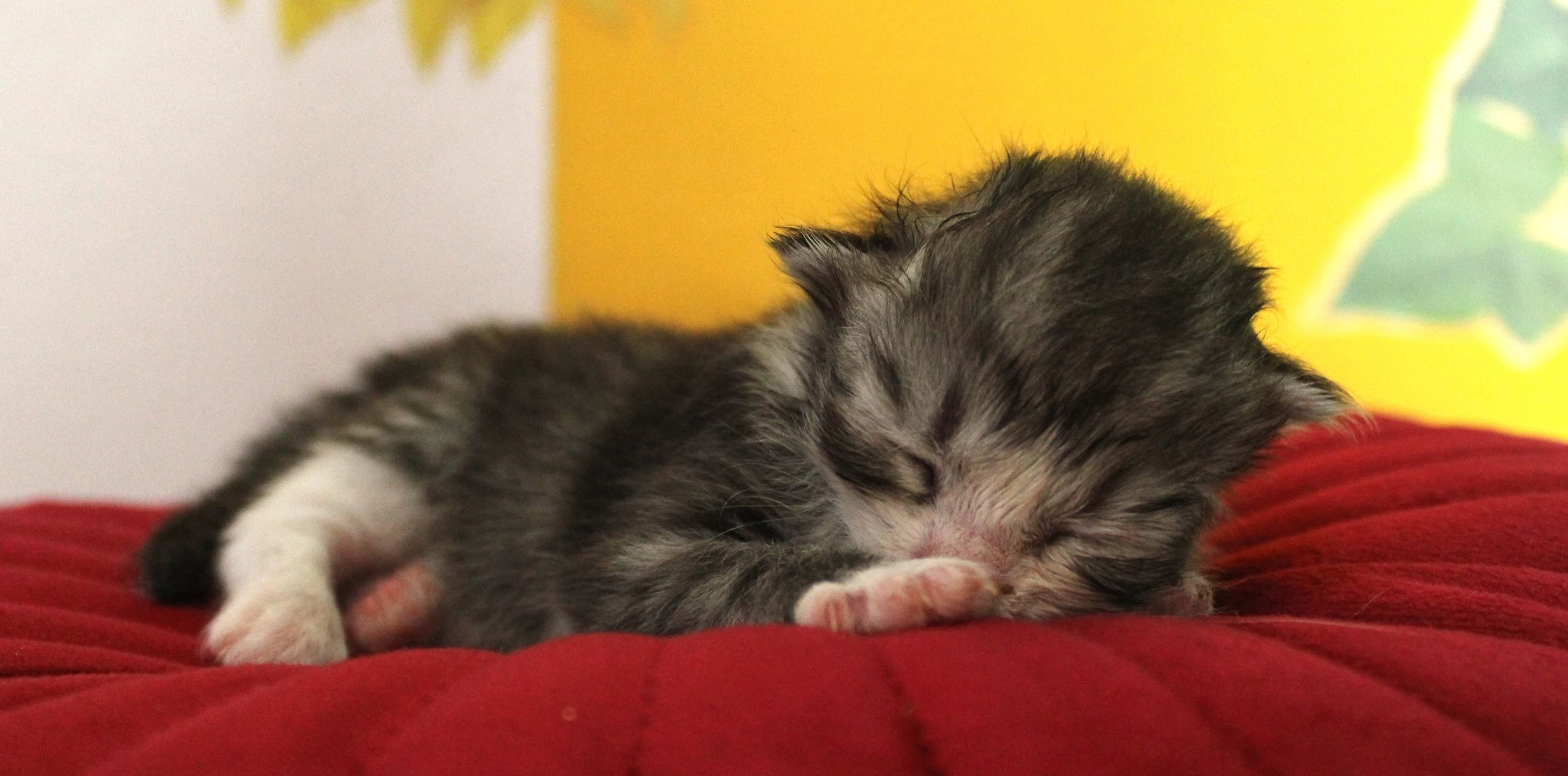 Katzen | Females. SIBERIALIS: Katzenzucht von Sibirischen und Neva Masquarade Katzen