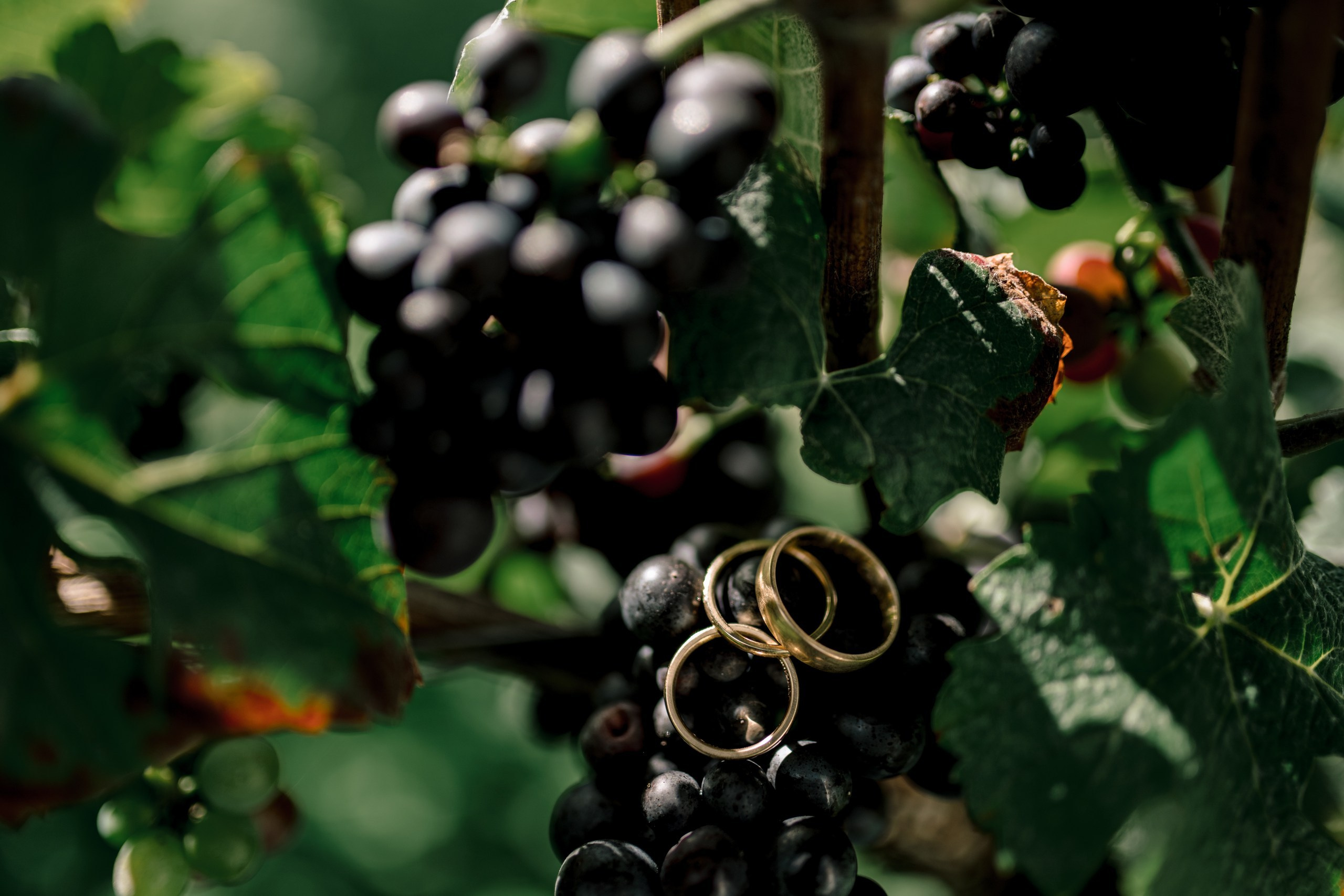 Hochzeit Kloster Bronnbach – Hochzeitsfotografin Würzburg. Hochzeitsfotograf Würzburg | Anna Saribekyan