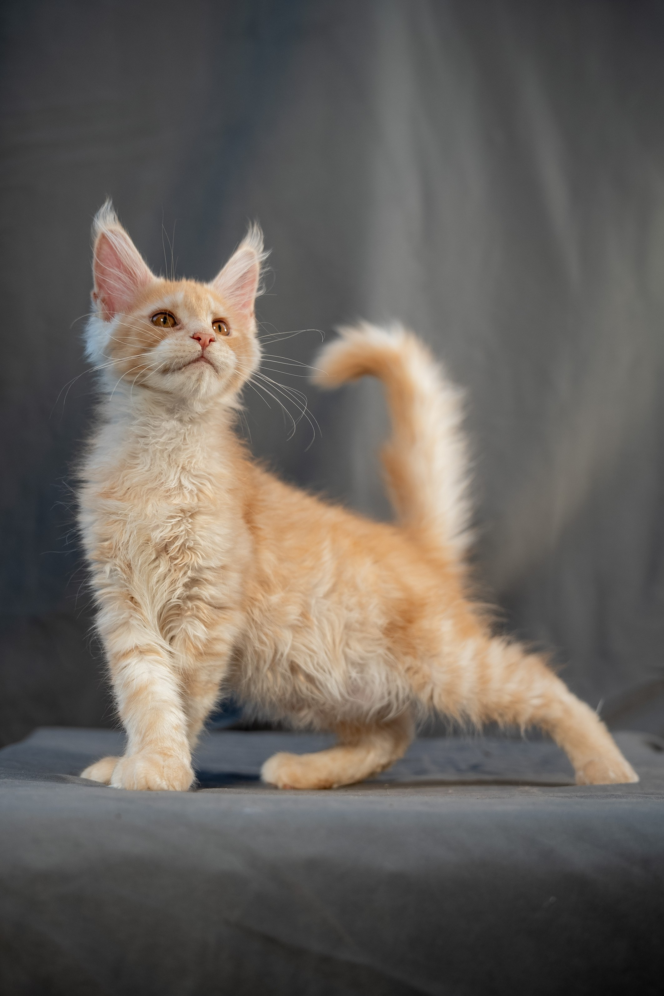 Senator Fabian. Senator Cat — Maine Coon cattery