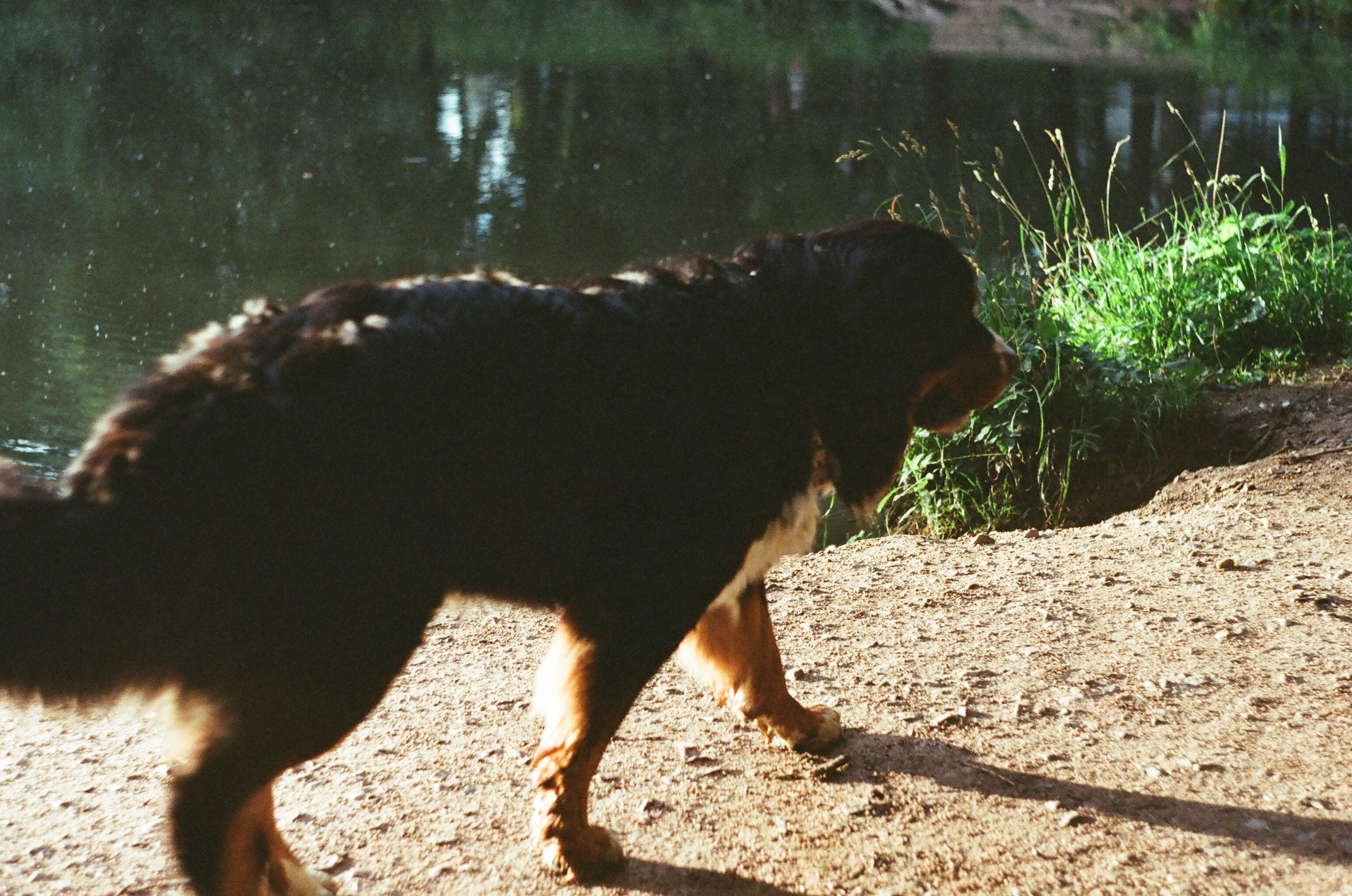 Animals. Elena Zykova film photographer in London