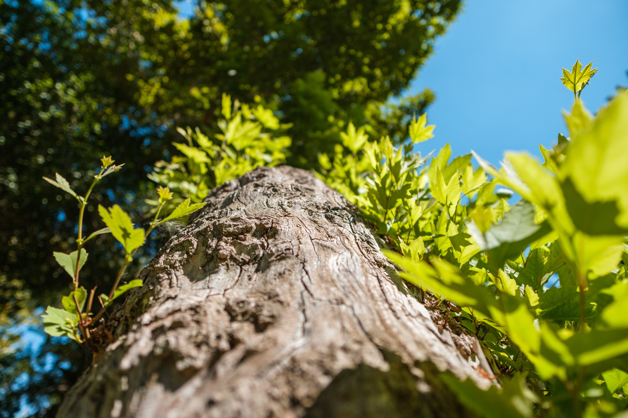 Sigma 12 mm F/1.4 DC DN Contemporary. Фотограф Григорий Кравец