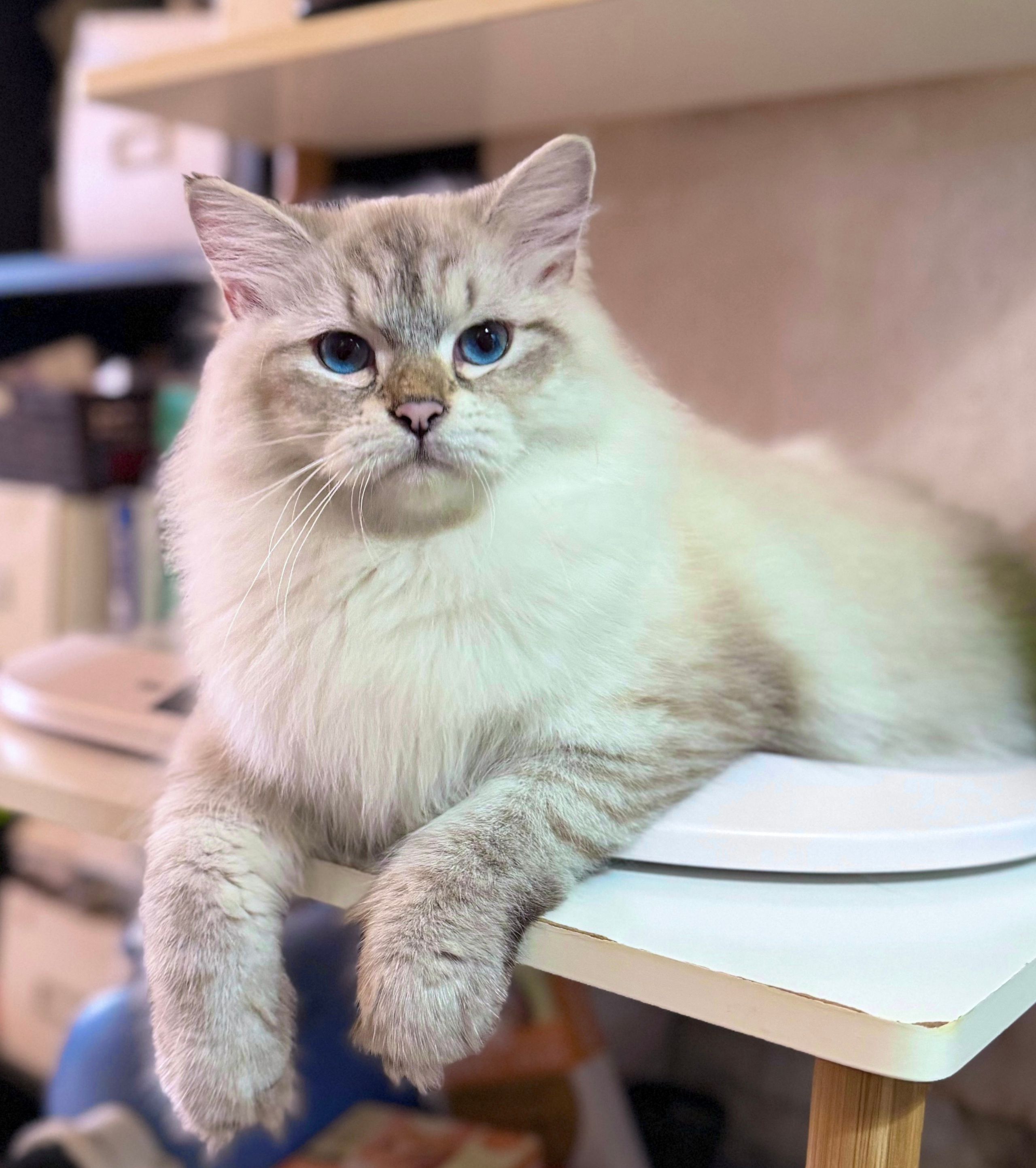 LEMON GREEN SIBERIANS AIUSHA