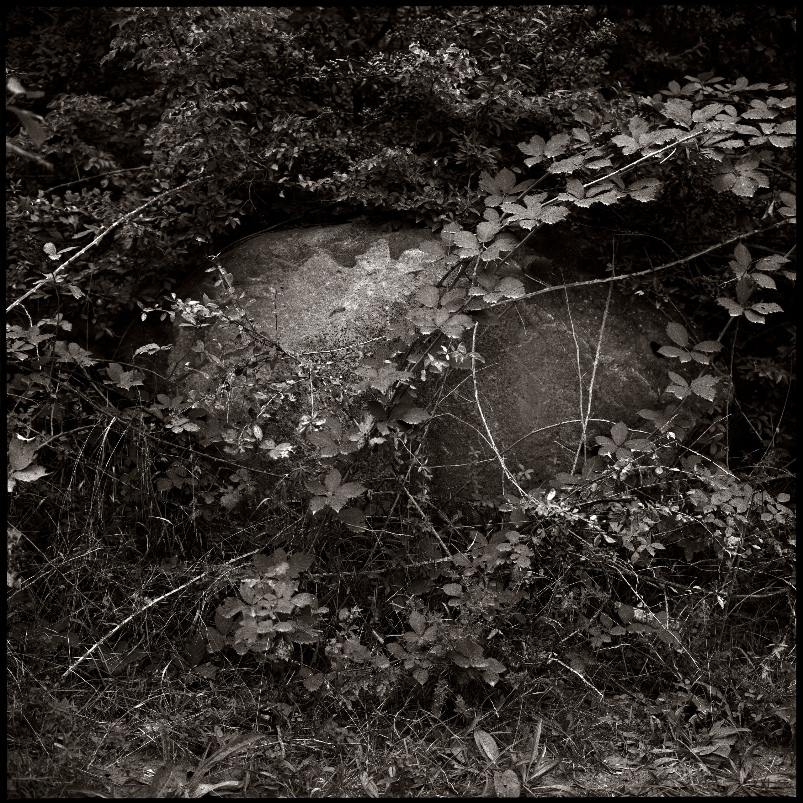 NATURE. Www.sananaleskerov.com