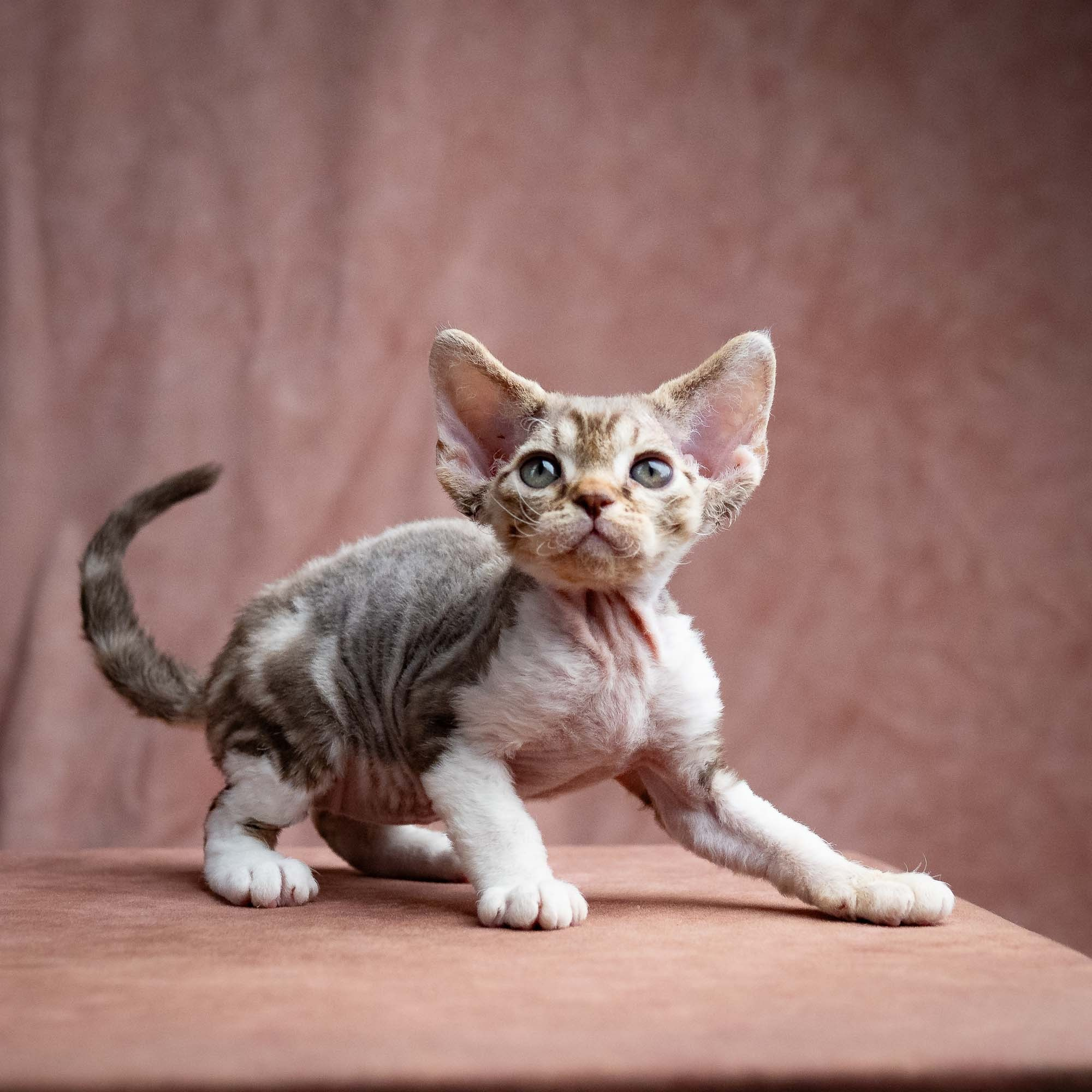 Simon, boy, born 05.15.26. Devon Rex Pixie Cattery