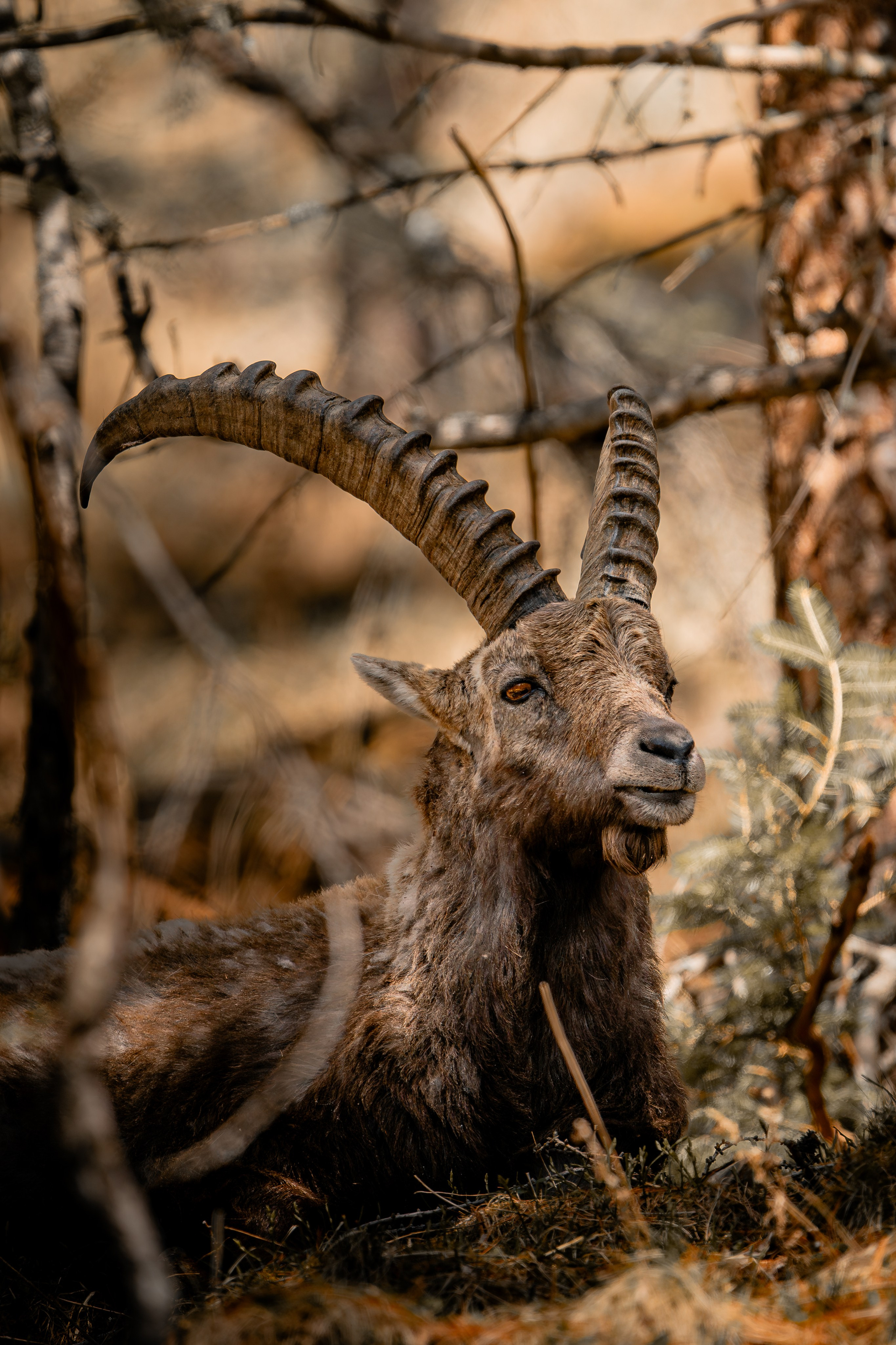 Capricorns in Pontresina. Lutsenko Visuals — Photography & Visual Content