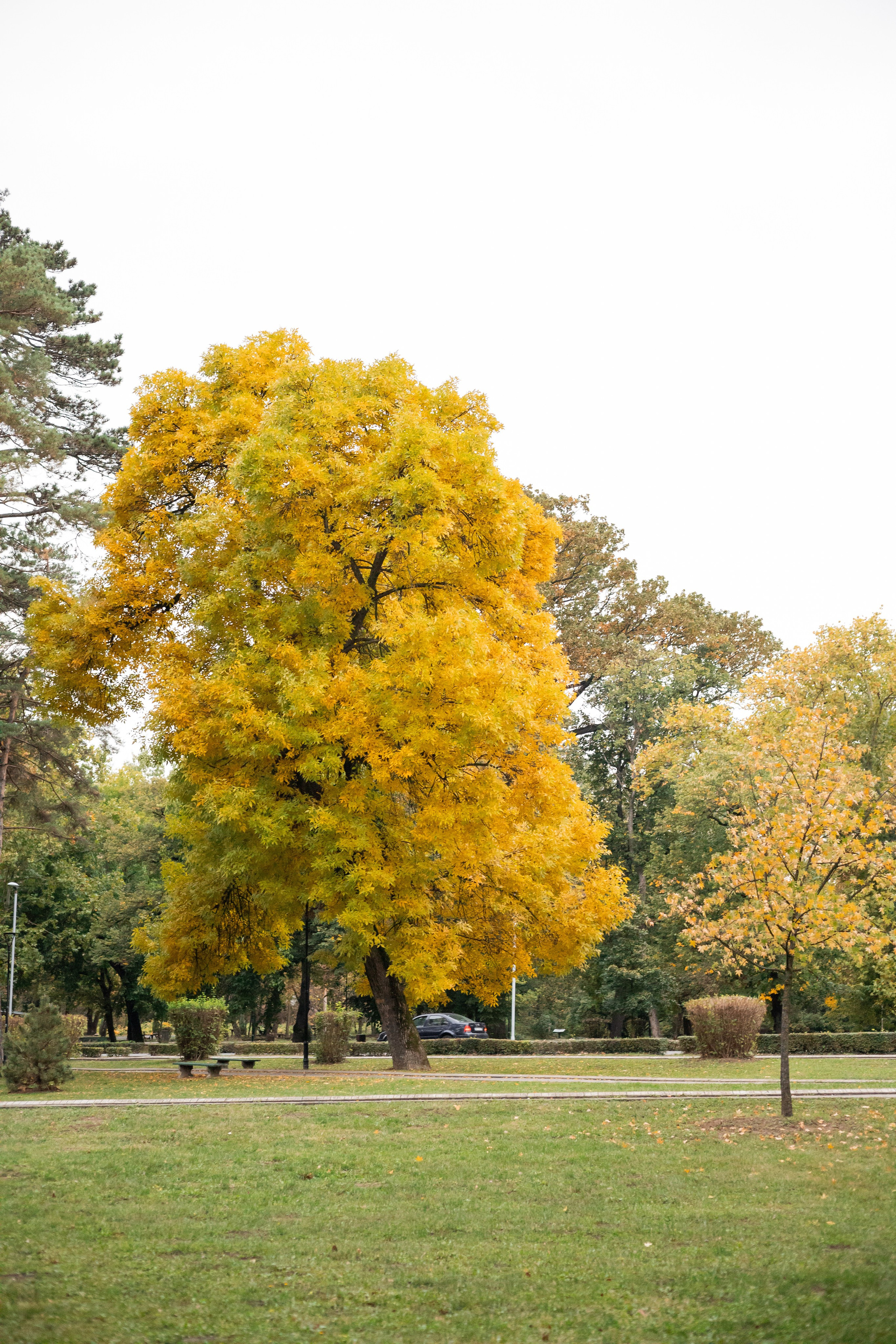 Даня, Аня и Плюша. Фотограф-анималист | Белград