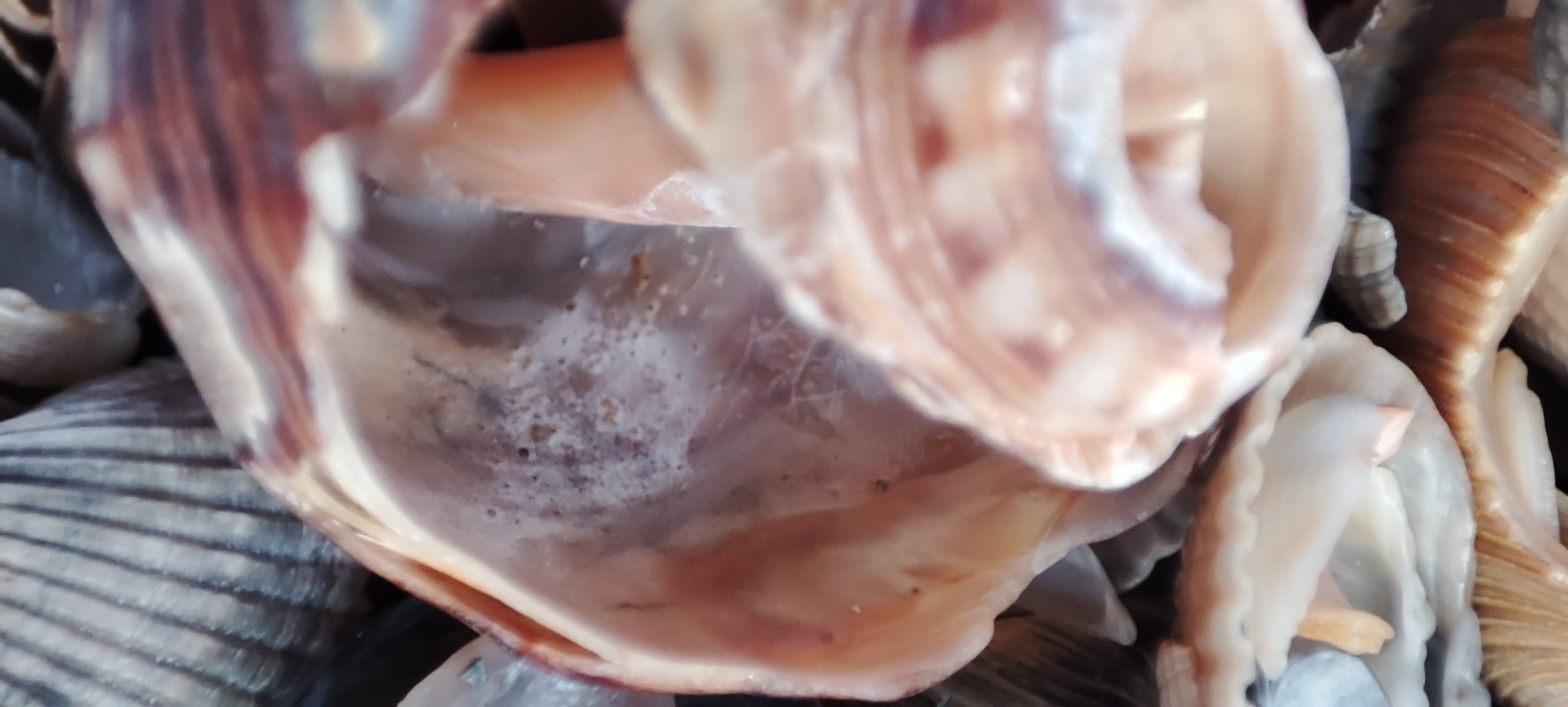 Fotografie Macro~ Close up. Andreea Ivan art-Fotograf Constanta, Fotograf profesionist Constanta, Fotograf de nunta Constanta, botez, sedinte foto cu tematica, portret