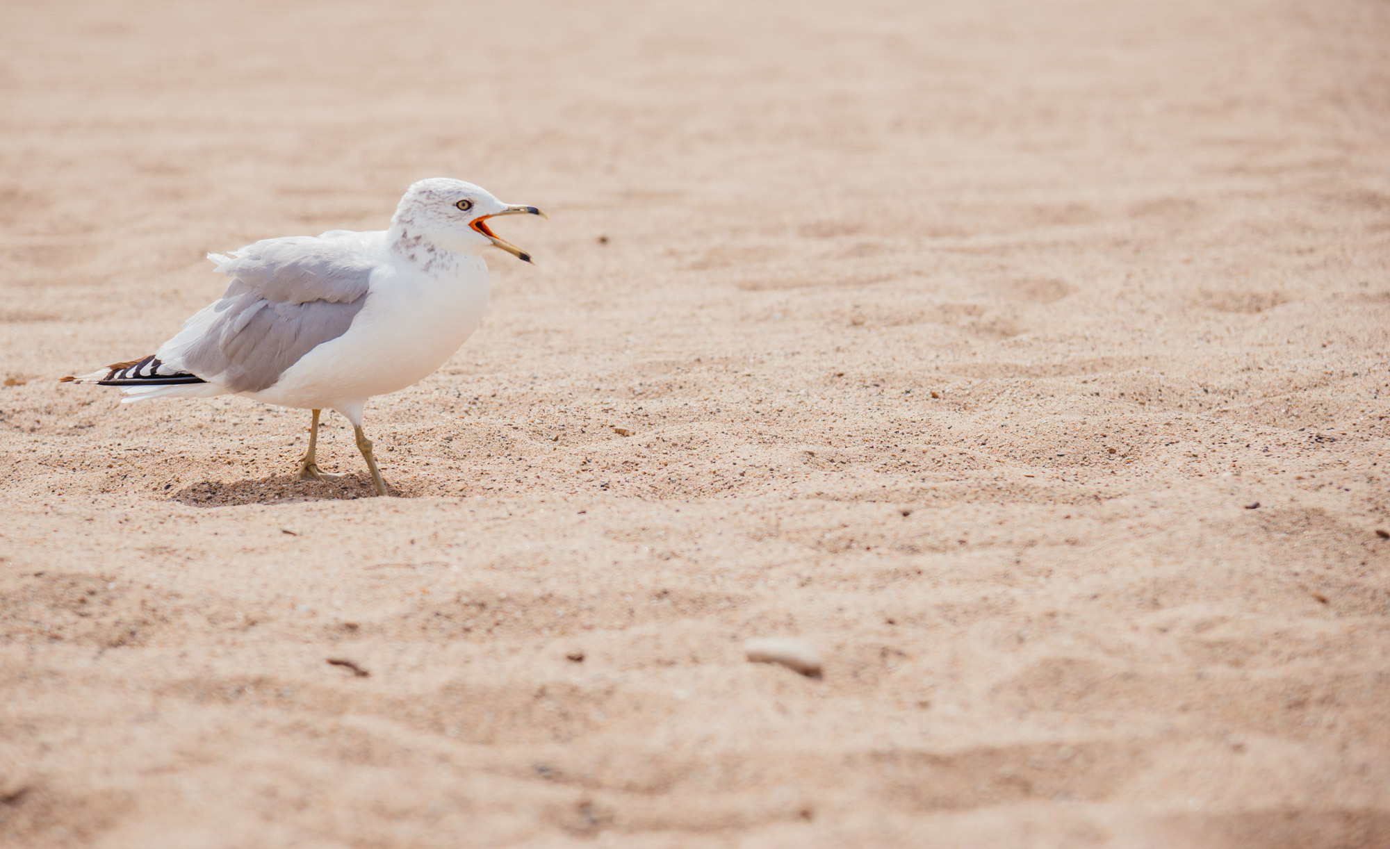 Stefa. Family Lifestyle Photography