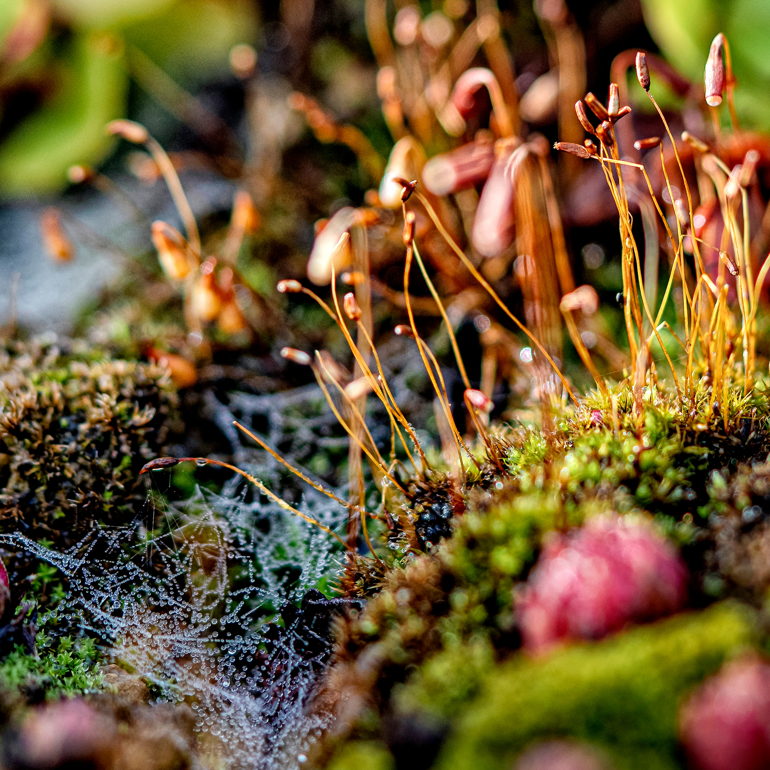 Blumen. LUKIN IGOR Photography