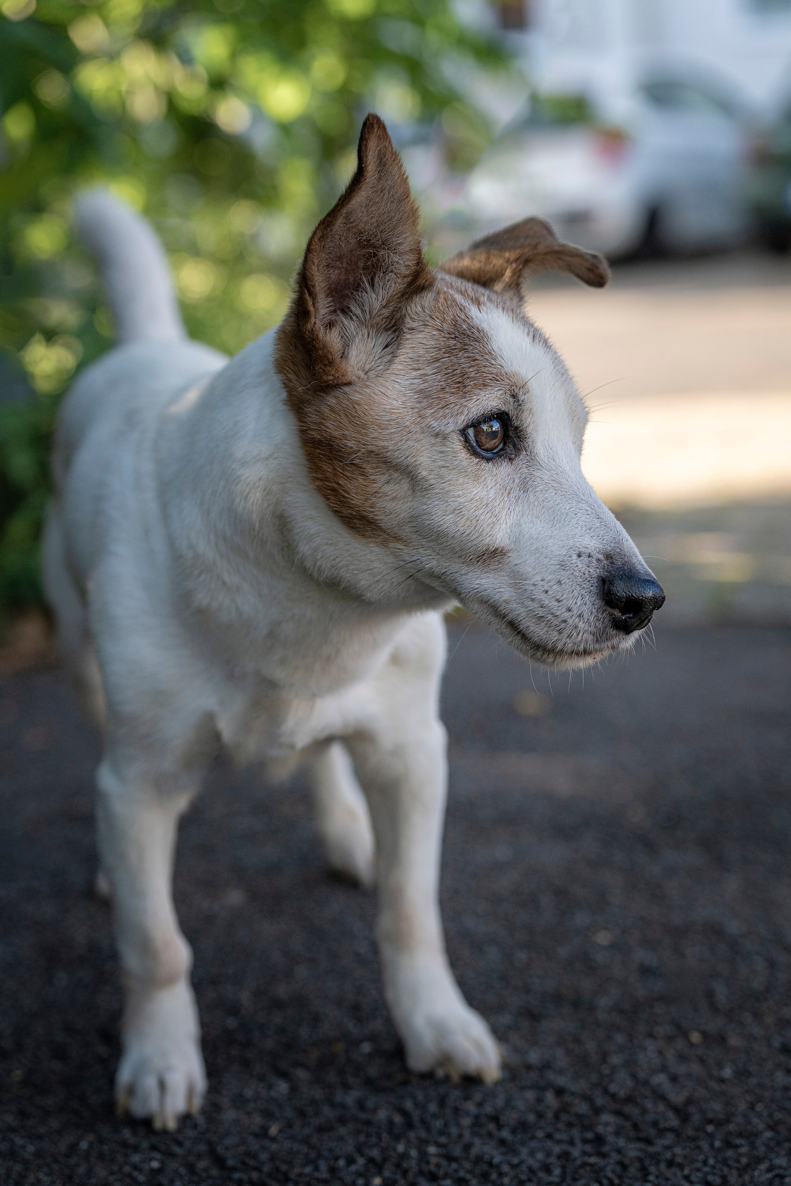 Hunde. LUKIN IGOR Photography