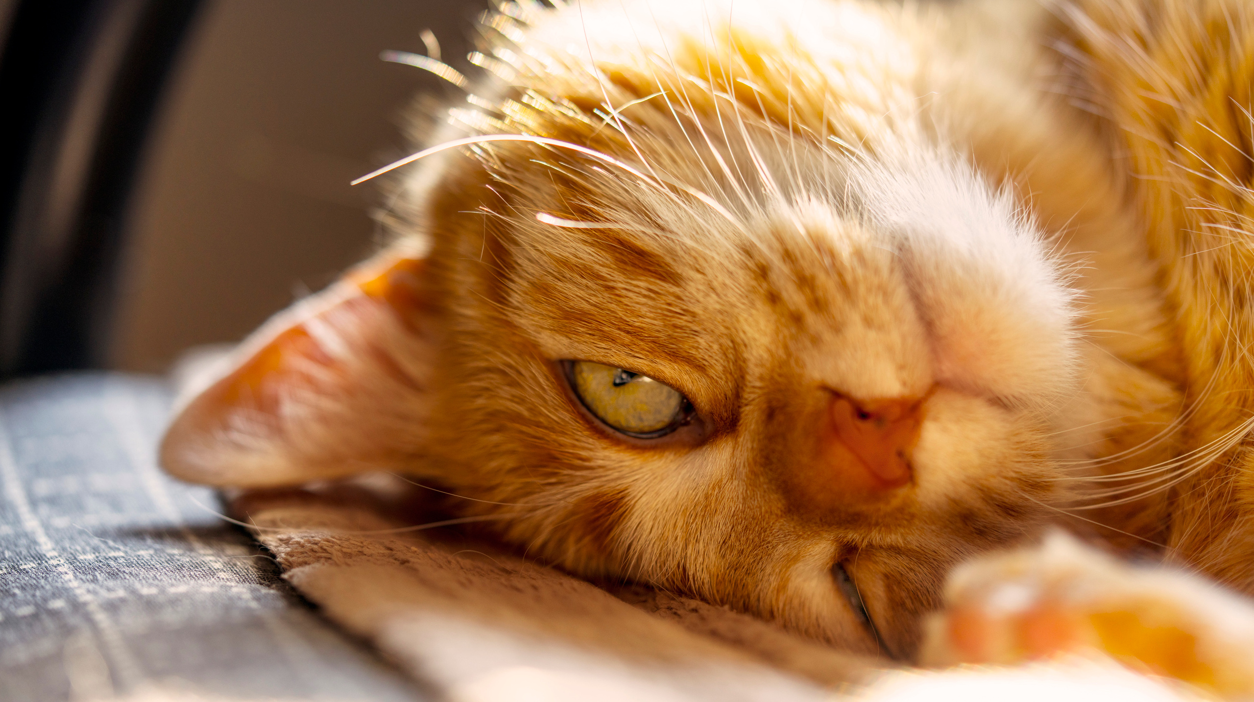 Katzen. LUKIN IGOR Photography