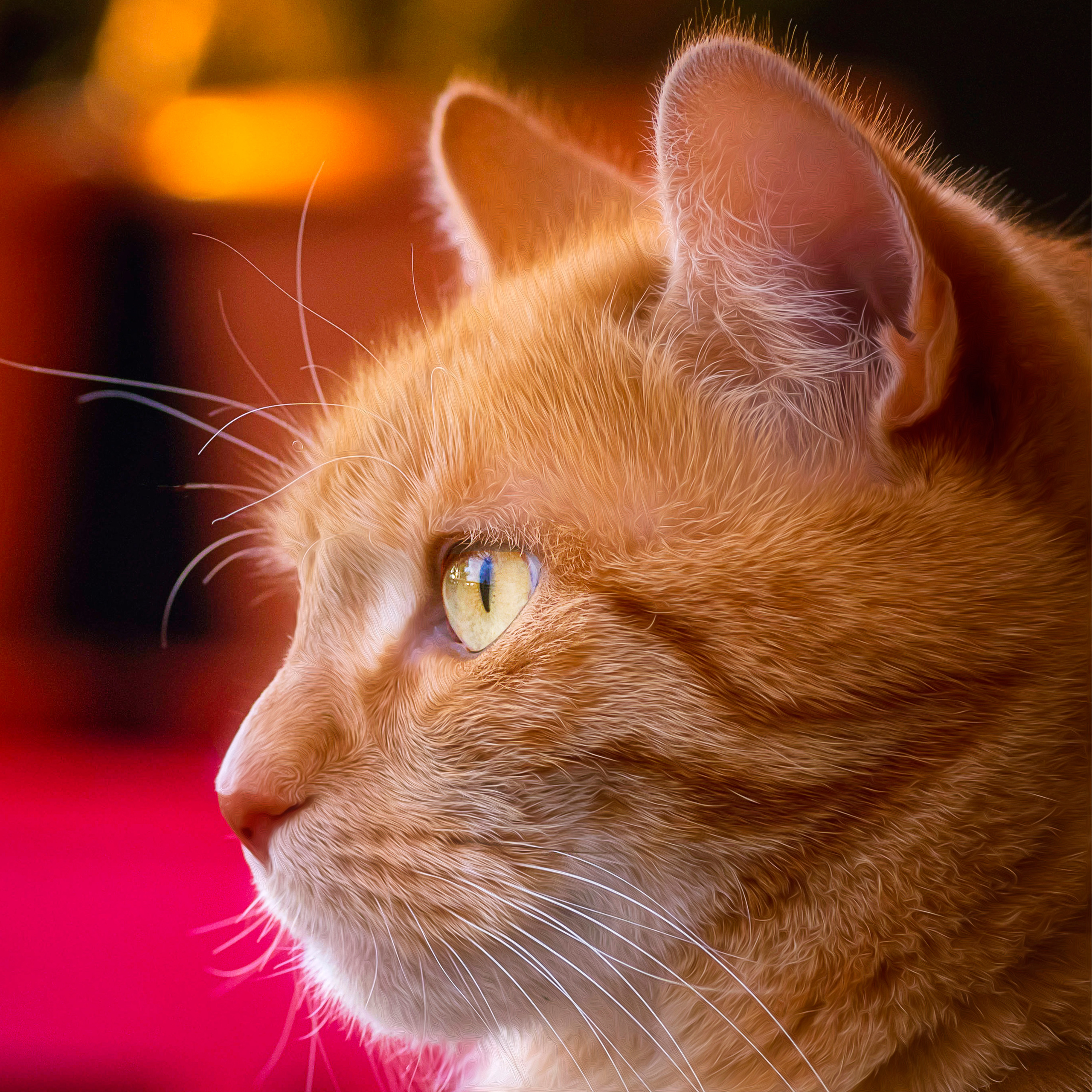 Katzen. LUKIN IGOR Photography