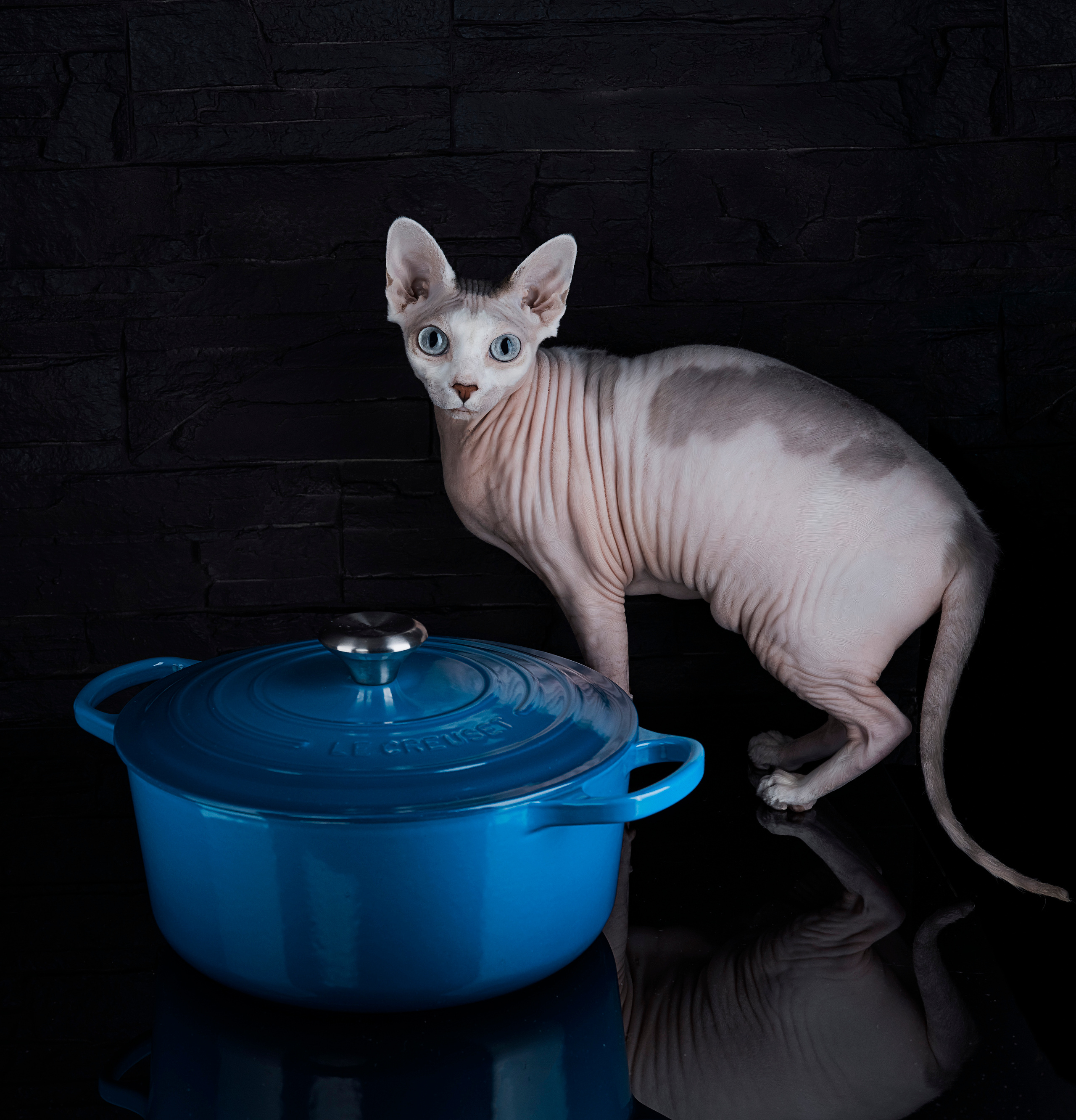 35AWARDS STILL LIFE WITH ANIMALS. LUKIN IGOR Photography