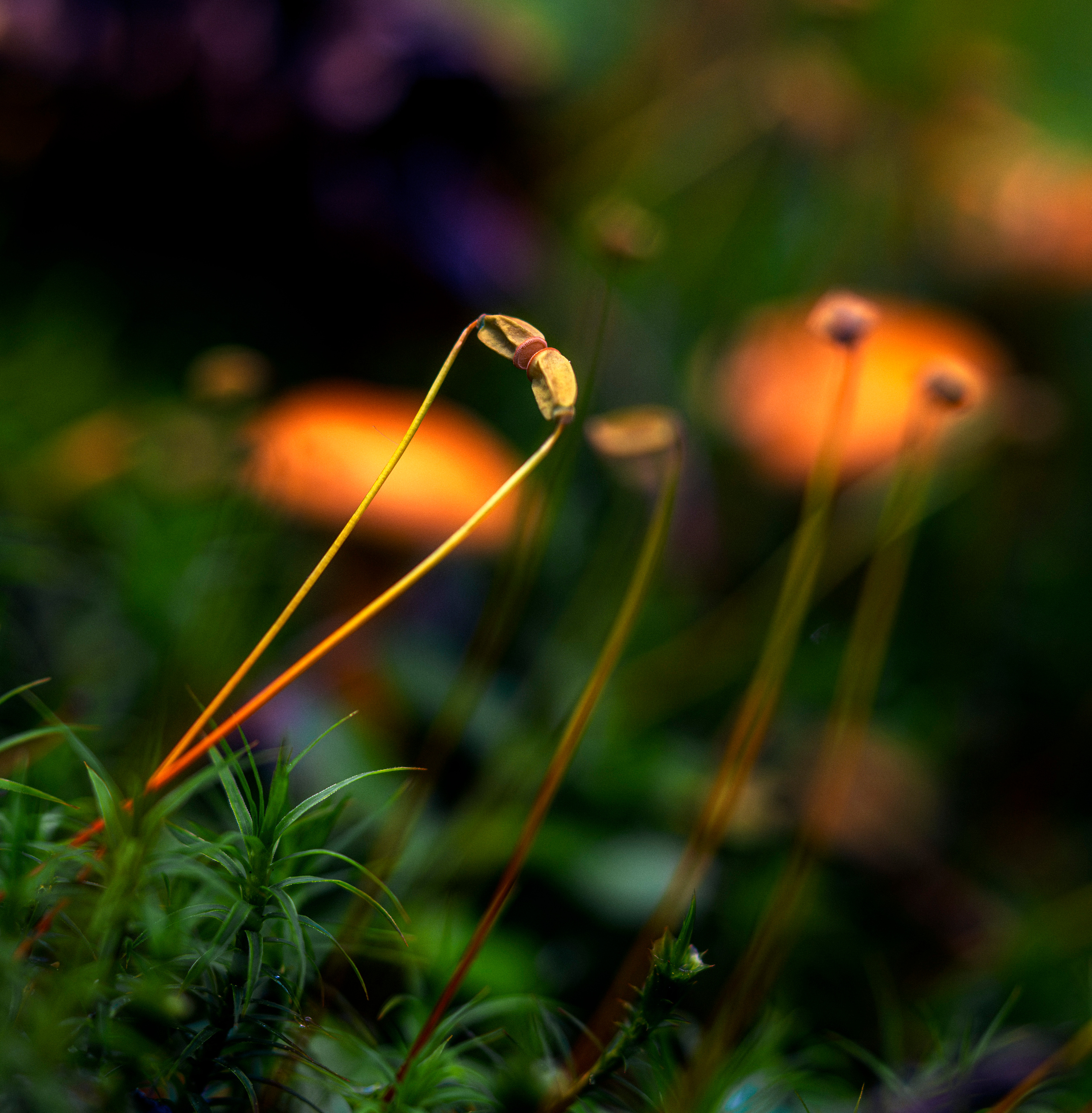 Blumen. LUKIN IGOR Photography