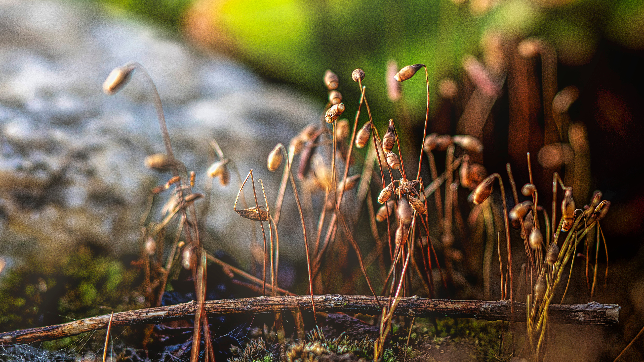 Blumen. LUKIN IGOR Photography