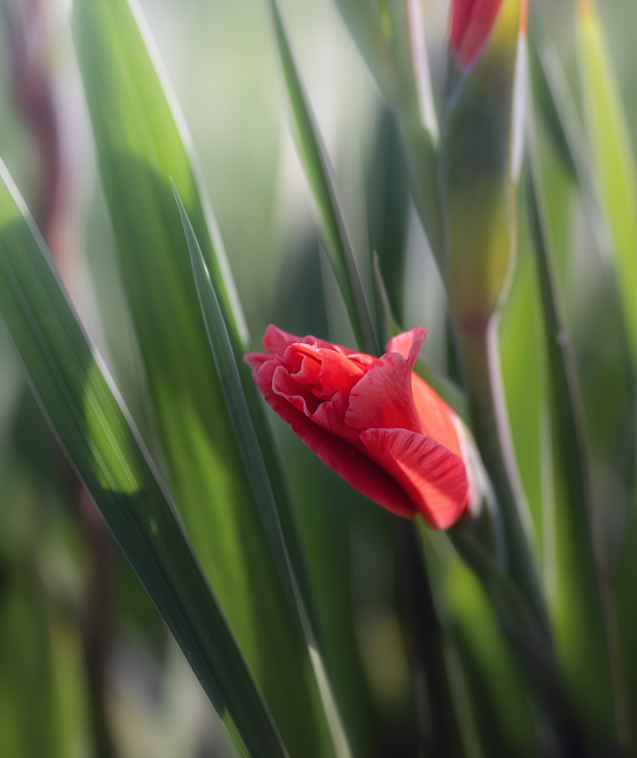 Blumen. LUKIN IGOR Photography