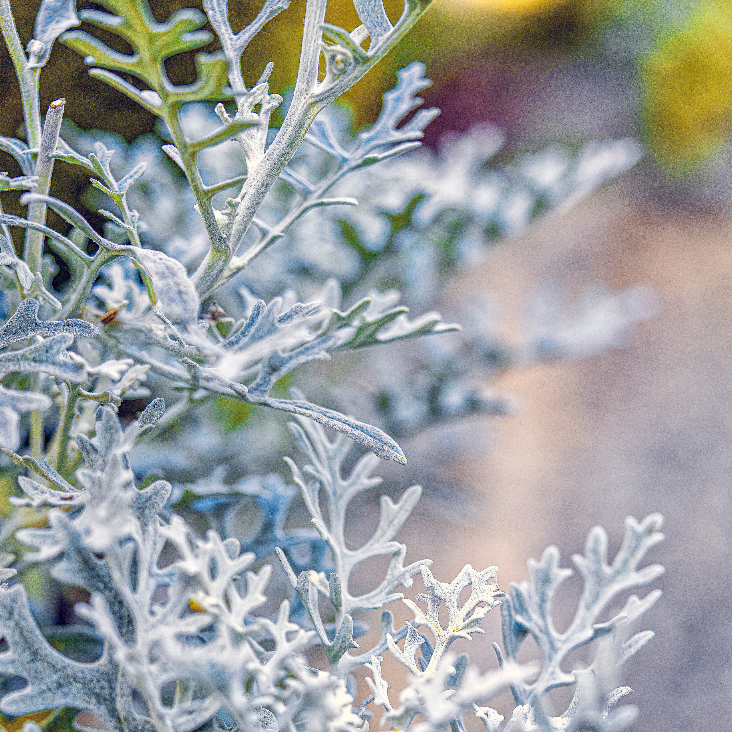 Blumen. LUKIN IGOR Photography