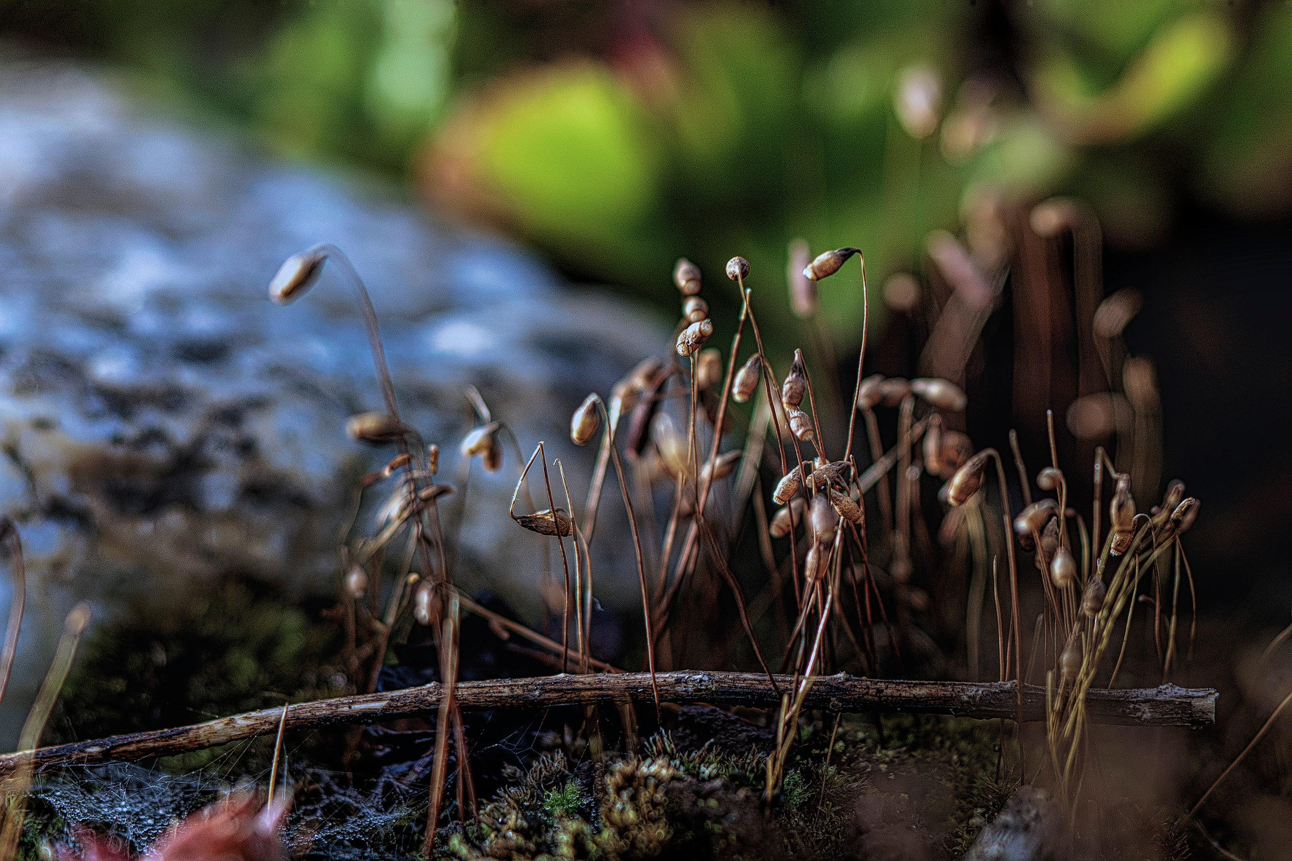 Blumen. LUKIN IGOR Photography