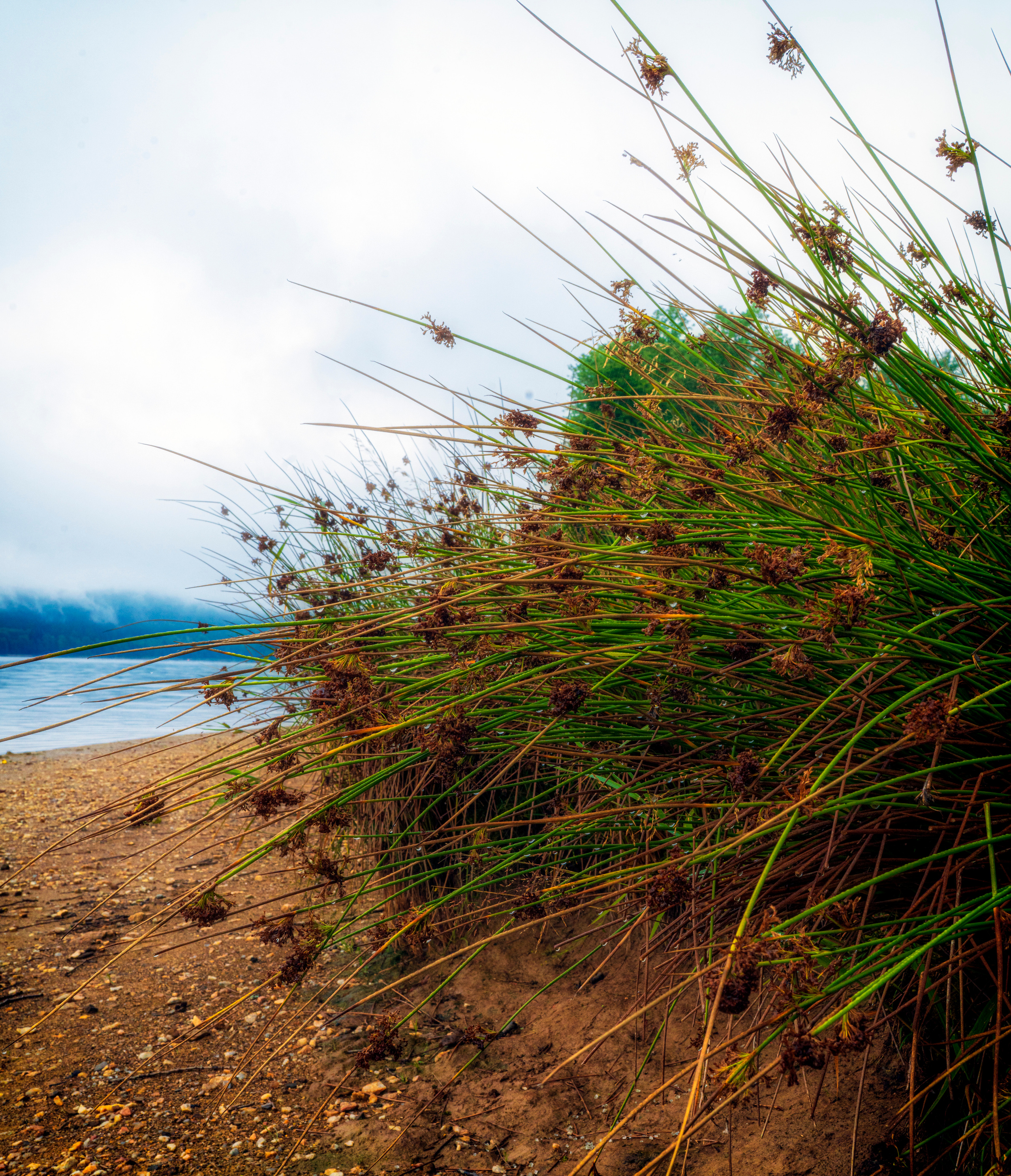 Blumen. LUKIN IGOR Photography