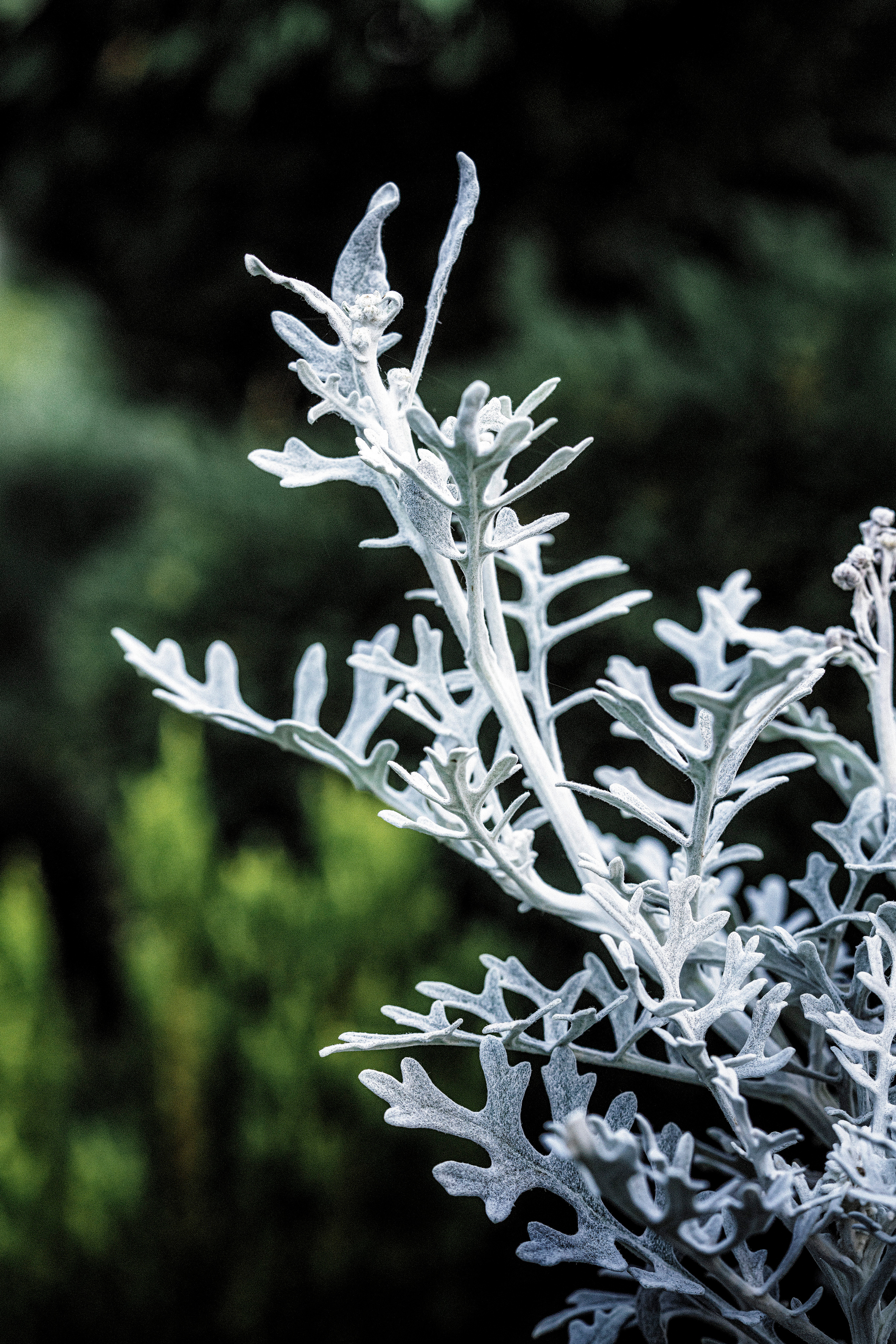 Blumen. LUKIN IGOR Photography