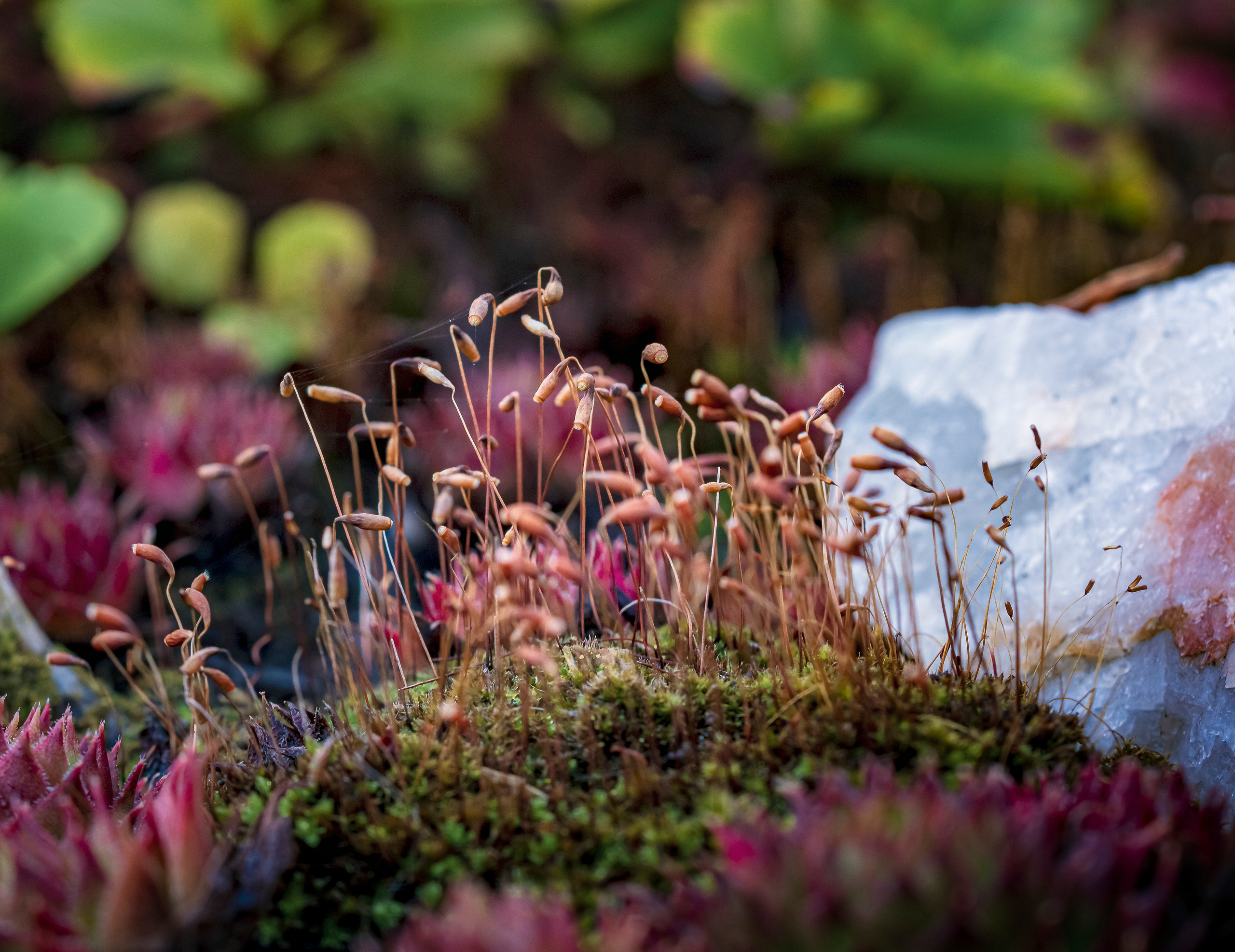 Blumen. LUKIN IGOR Photography