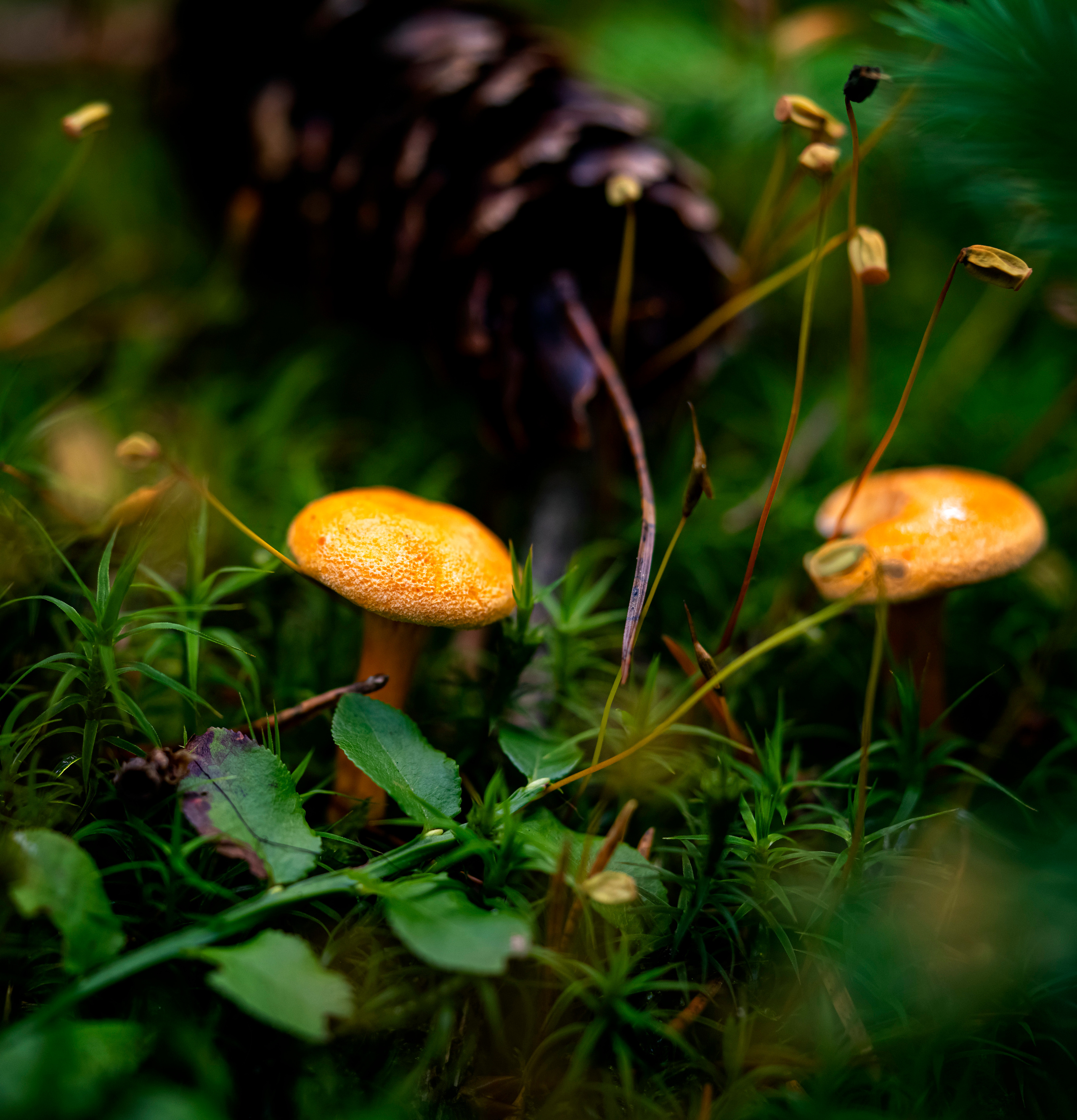 Blumen. LUKIN IGOR Photography